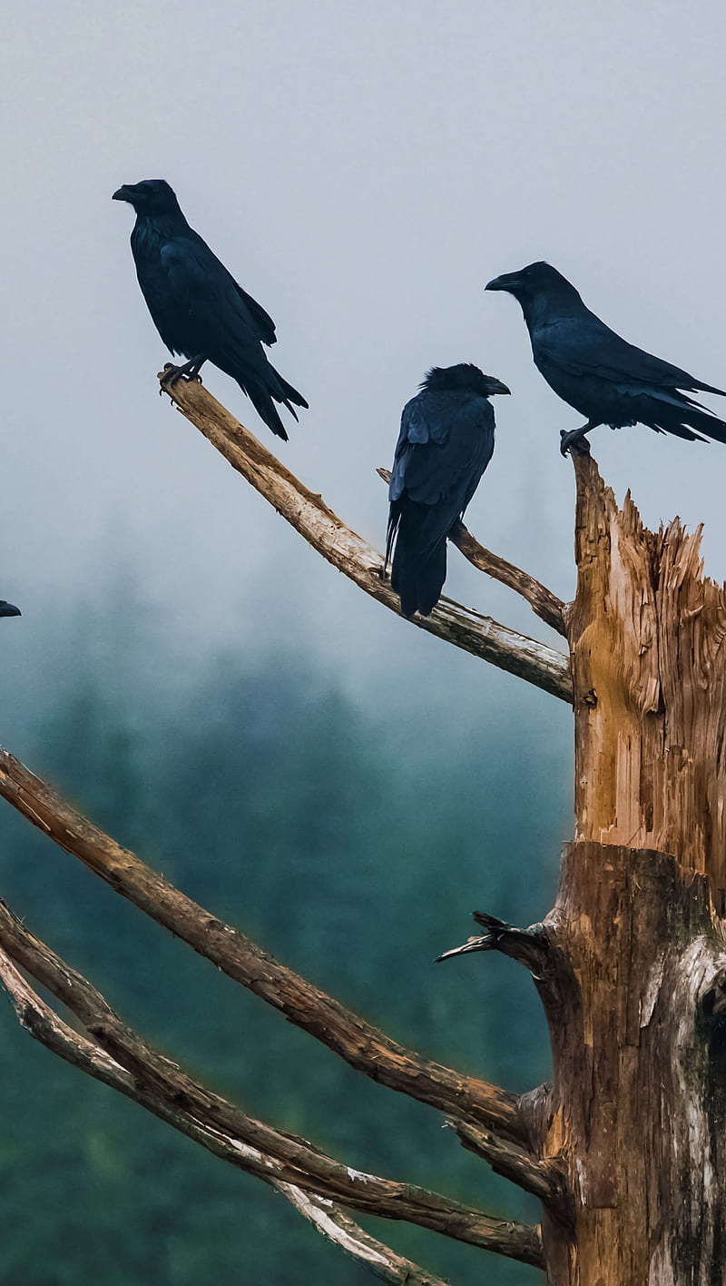 800x1416 Crows in tree Ultra, HD phone wallpaper
