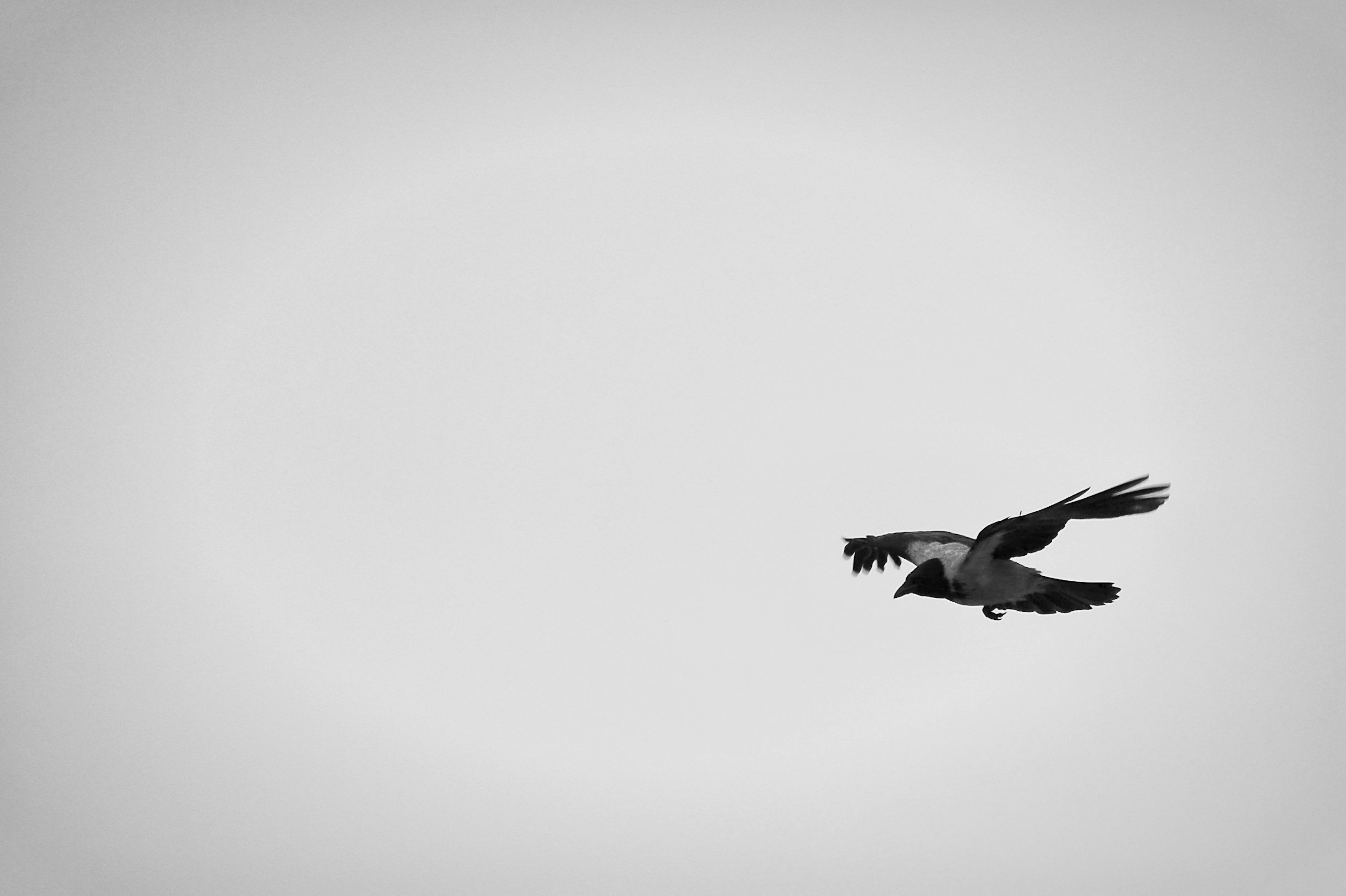 3000x1998 A crow flies alone across the sky. photo