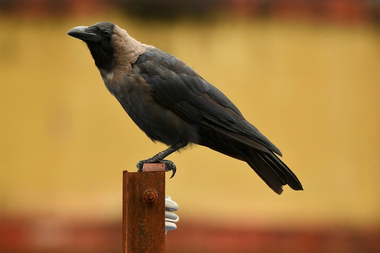 1280x853 Bird Crow Corvus
