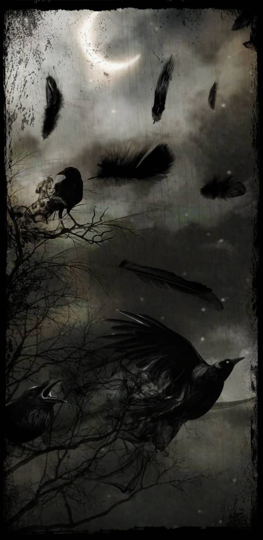 850x1746 Crow, Dark Crow HD phone wallpaper