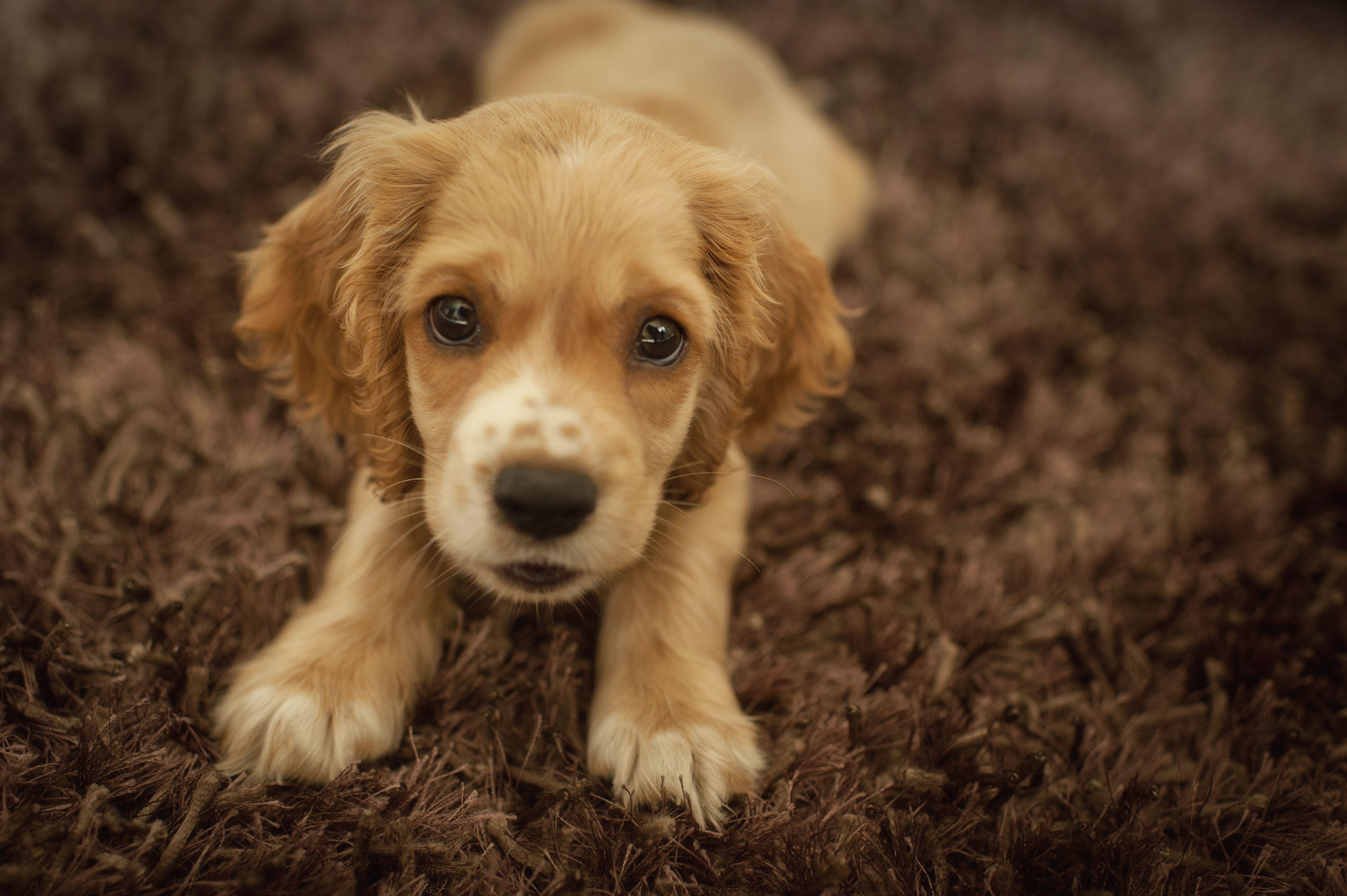 Cocker Spaniel Wallpapers - Top Free Cocker Spaniel Backgrounds ...