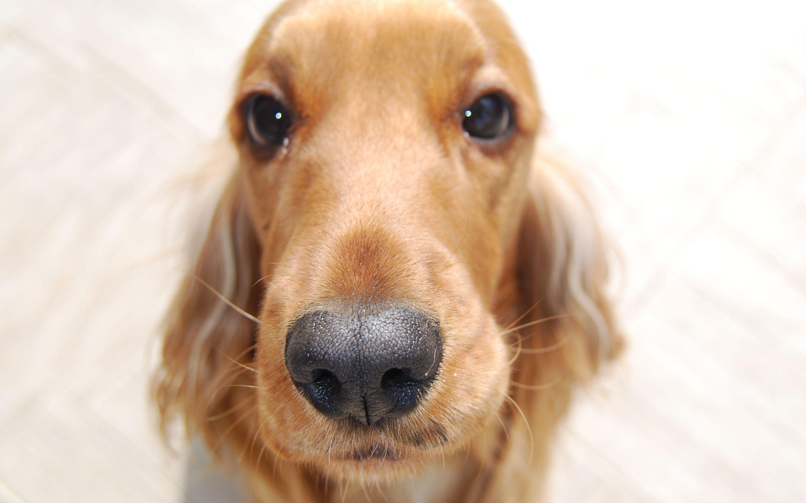 2560x1600 Free download Cocker Spaniel closeup wallpaper and image wallpaper picture [2560x1600] for your Desktop, Mobile & Tablet. Explore Cocker Spaniel Wallpaper. Free Black Cocker Spaniel Wallpaper, Cocker Spaniel Wallpaper Background