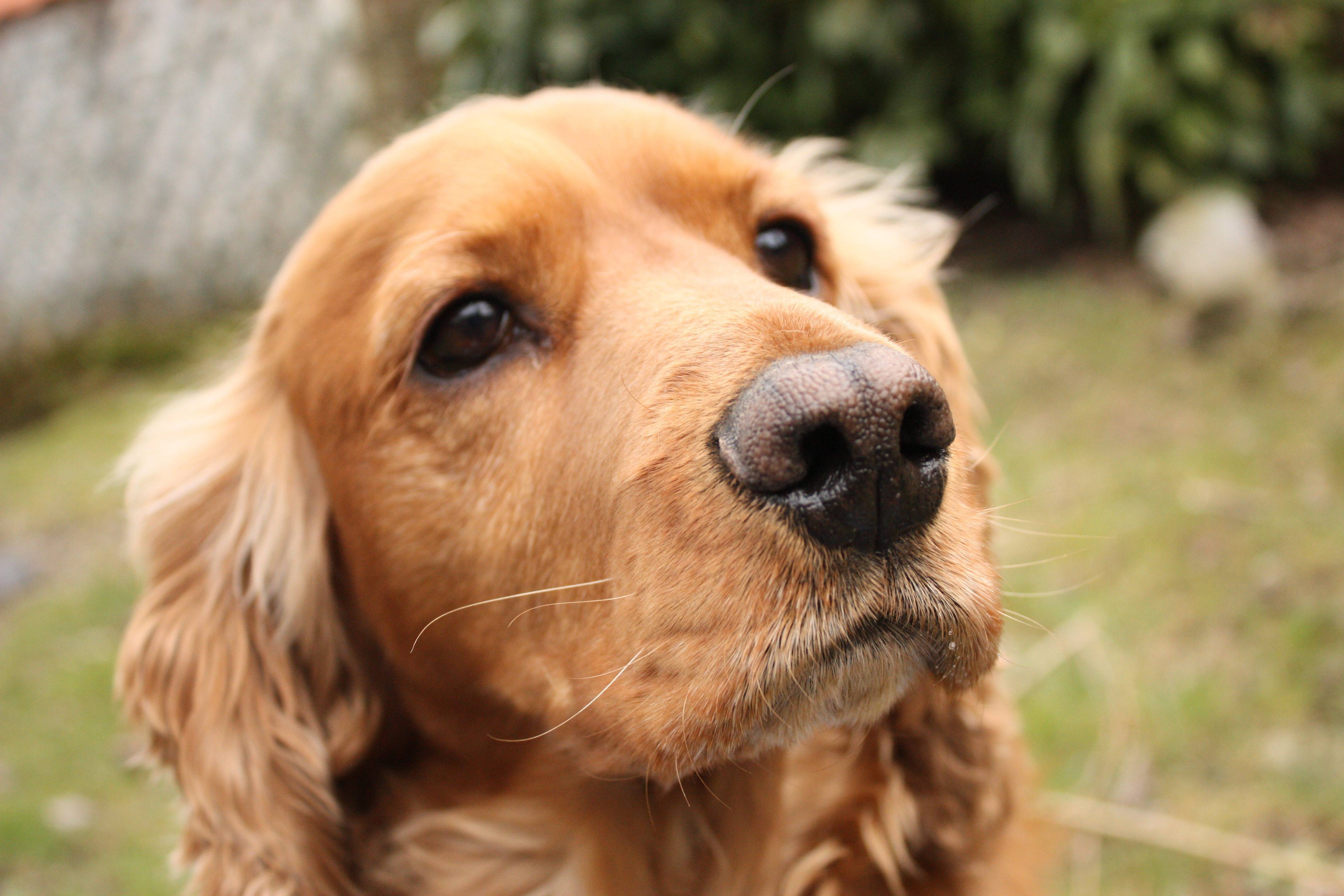 4272x2848 Cocker Spaniel Wallpaper