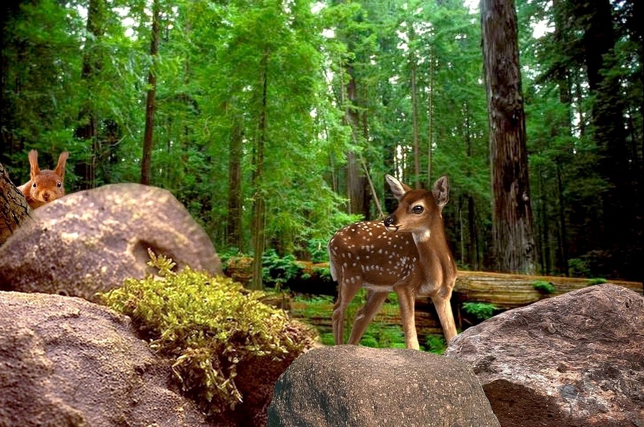 1280x848 Download free photo of Nature, forest, animals, tree, deer