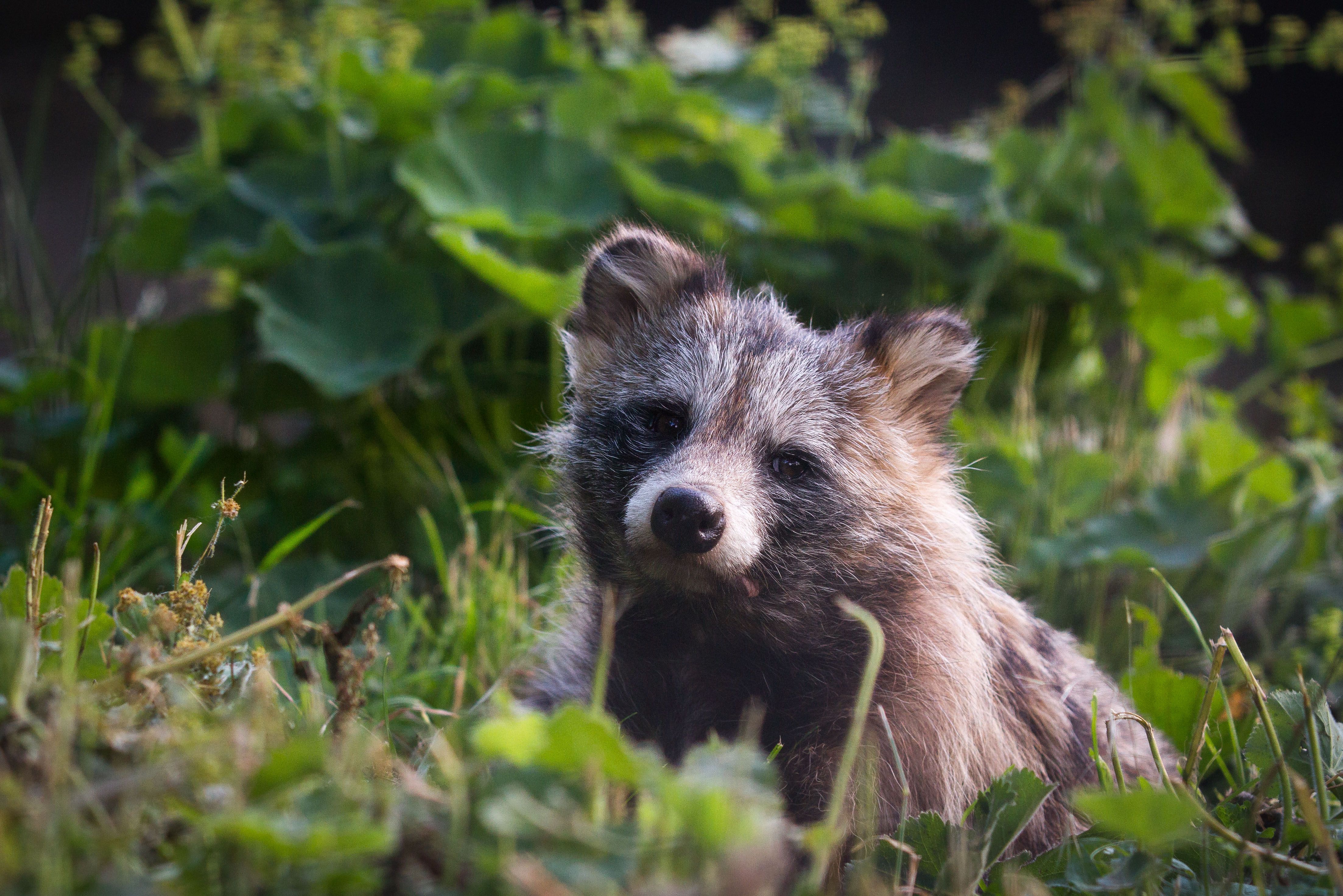4411x2941 4K Ultra HD Raccoon Dog: Nature's Playful Forest Creature by Cloudtail the Snow Leopard