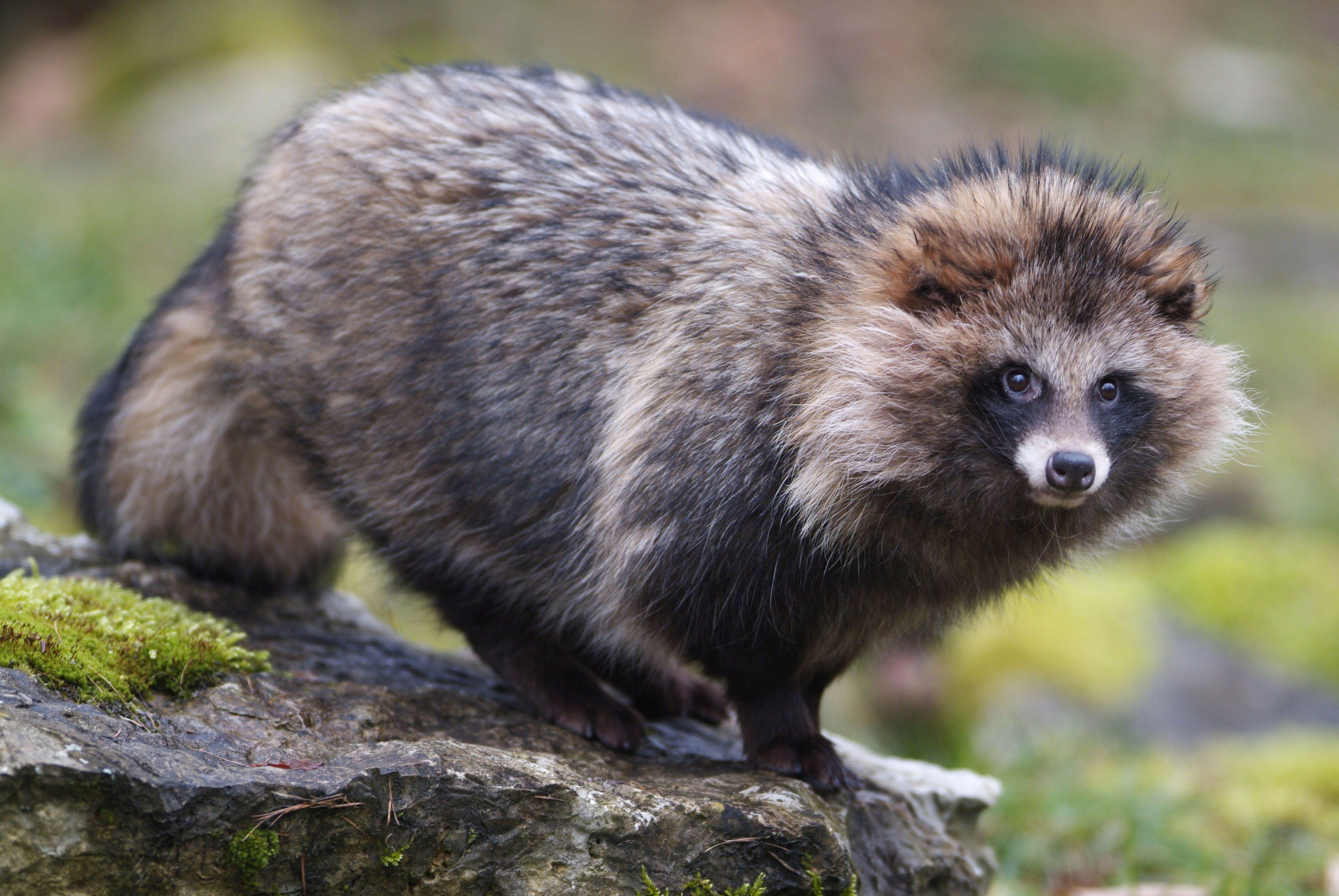 5315x3557 Download Animal Raccoon Dog 4k Ultra HD Wallpaper