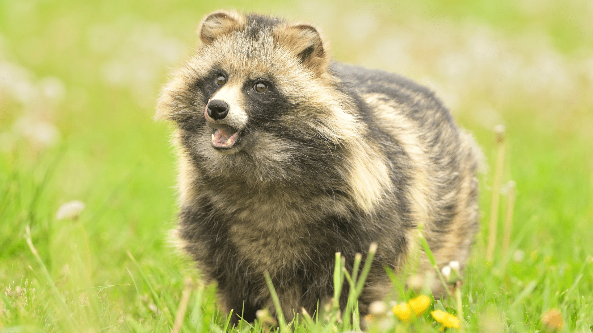 1920x1080 Adorably Rare 'Raccoon Dogs' Hanging Out in Park in Korea Have Everyone Swooning