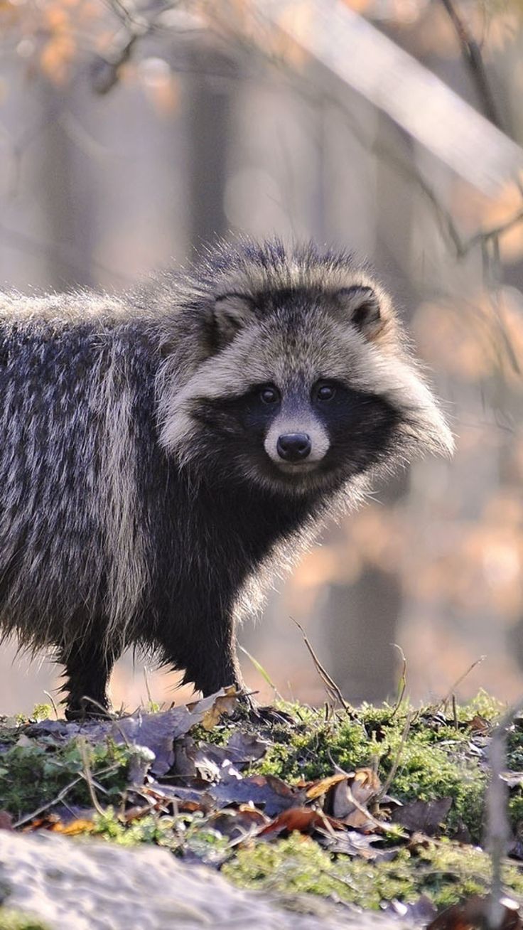 736x1308 Mischievous Tanuki ideas to save today. japanese raccoon dog, raccoon dog, persimmon fruit and more