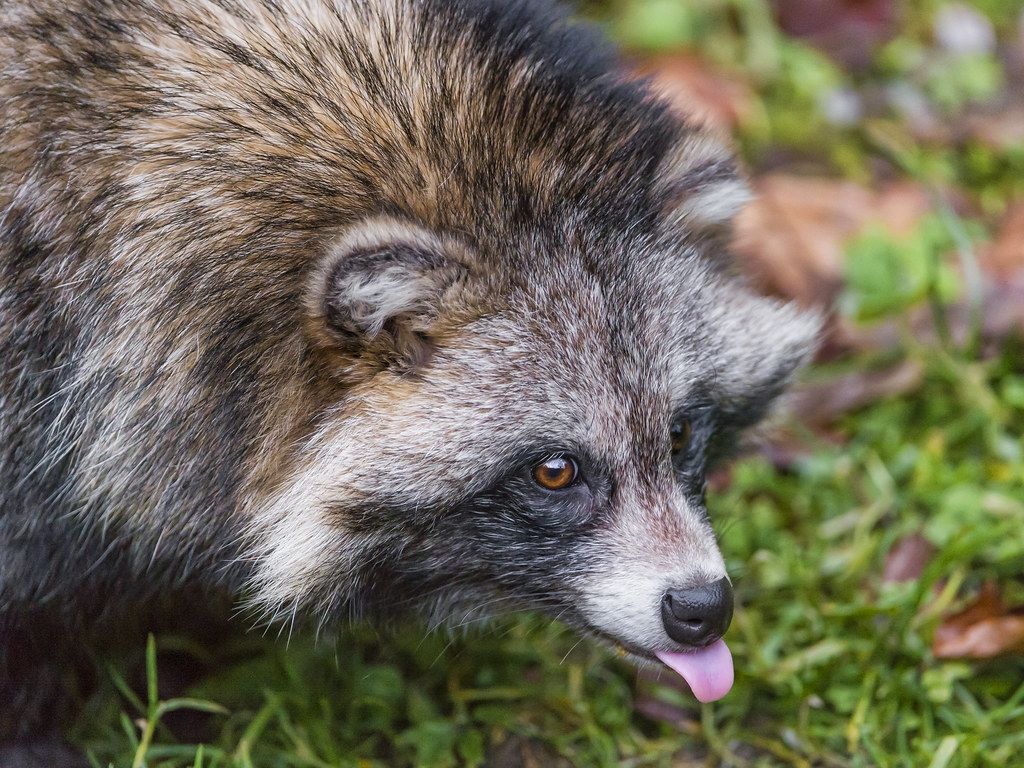 1024x768 Cheeky raccoon dog!. The same raccoon dog, this time showin
