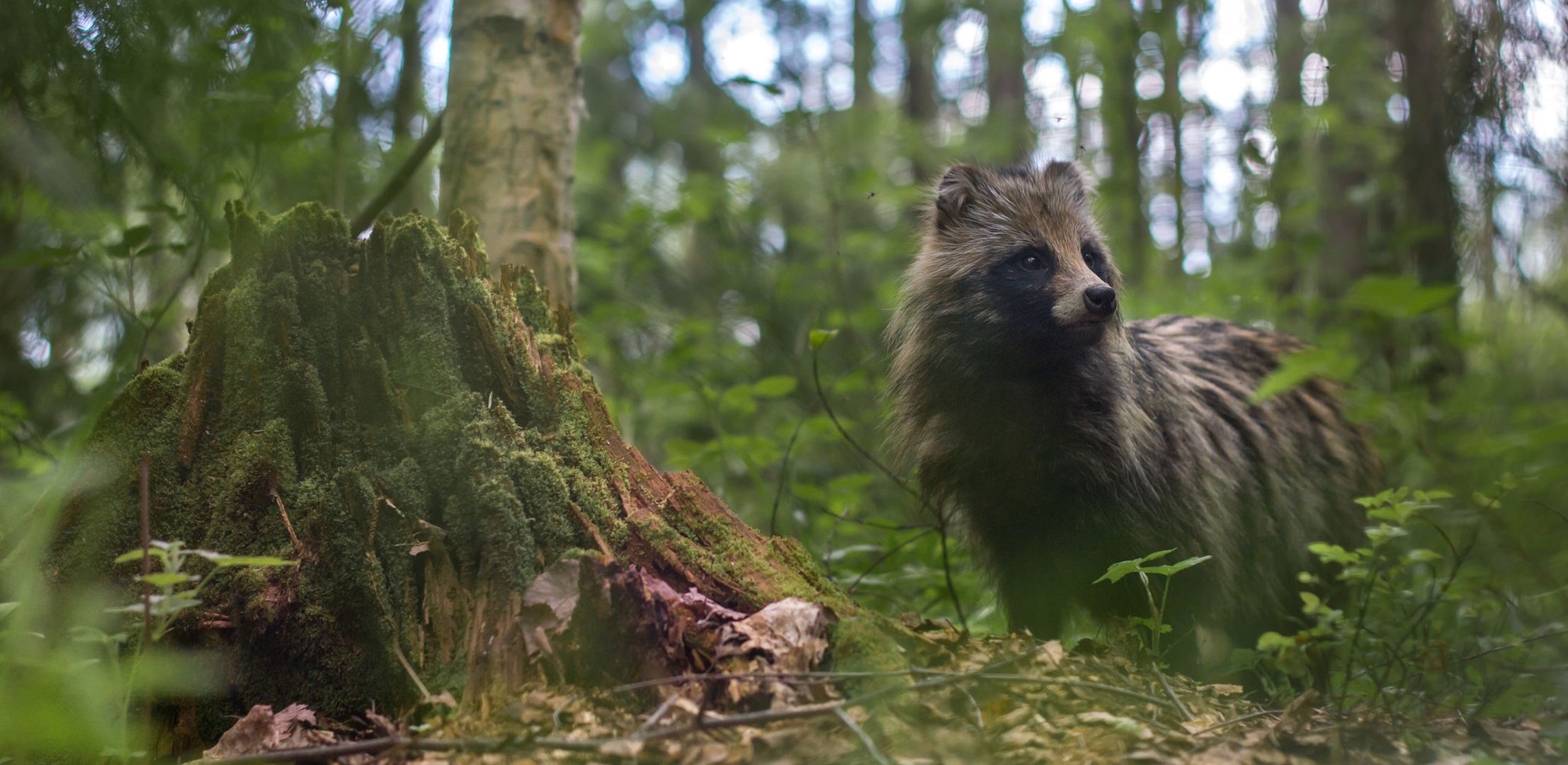 2214x1080 Mossy Forest Raccoon Dog
