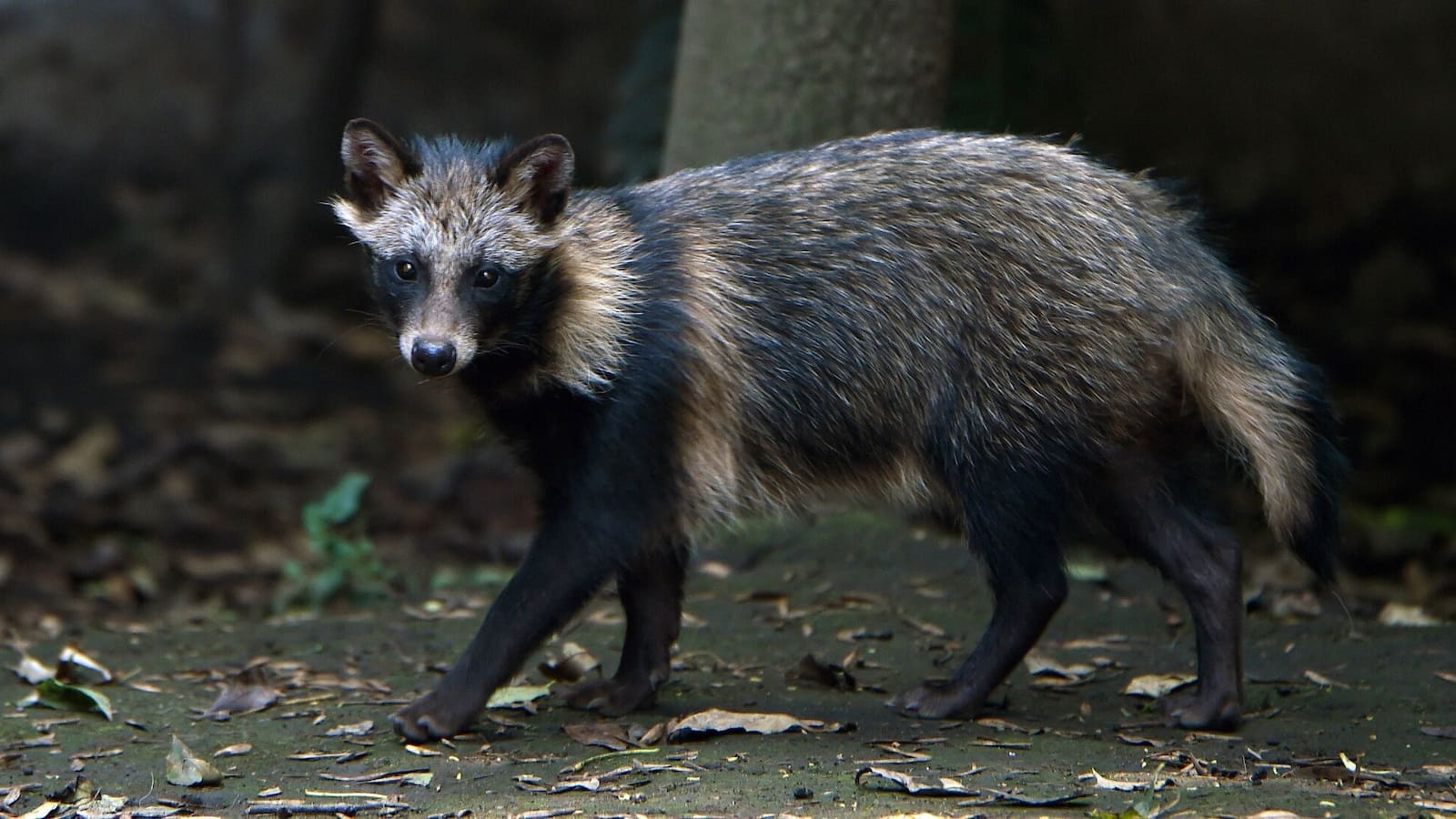1600x900 What to know about raccoon dogs, the animal newly tied to covid origins Washington Post