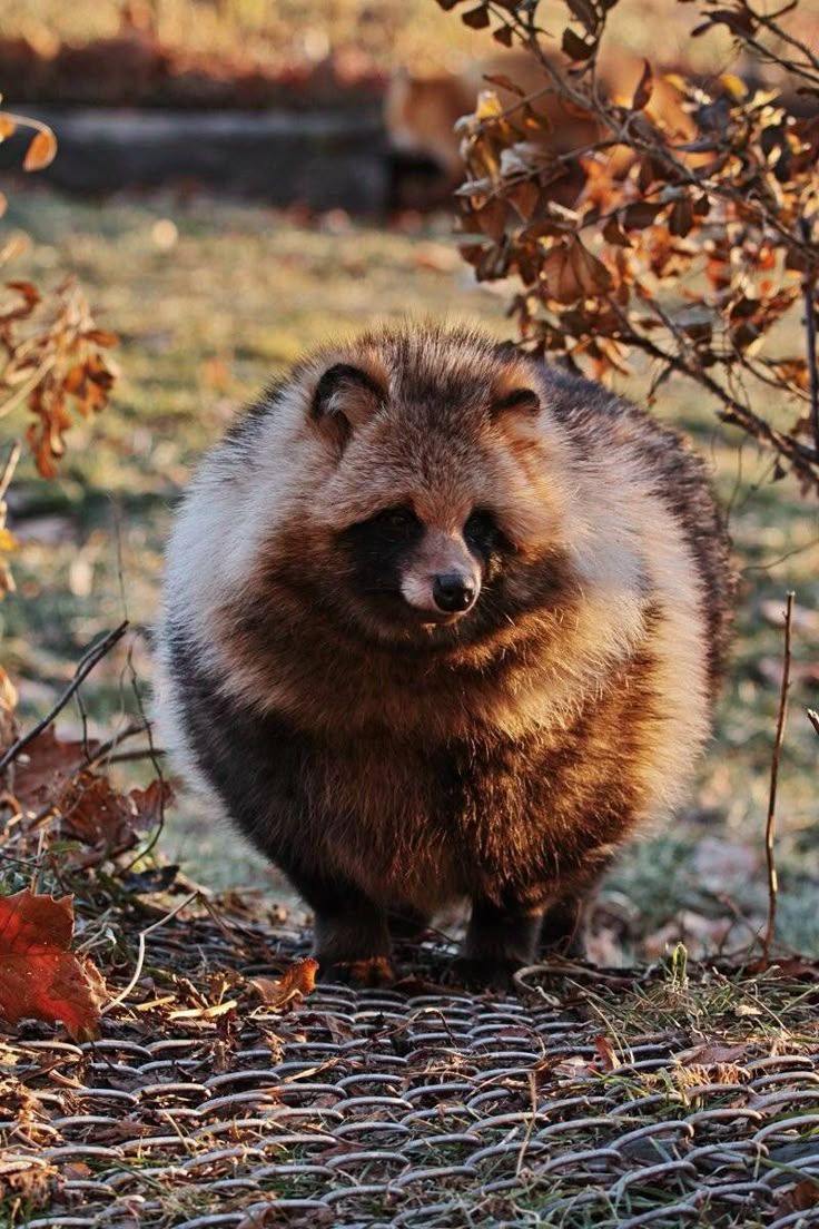 736x1104 Animal. Japanese raccoon dog, Cute little animals, Cute creatures