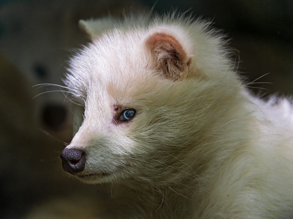 1024x768 Raccoon dog profile. Profile portrait of one of the raccoon