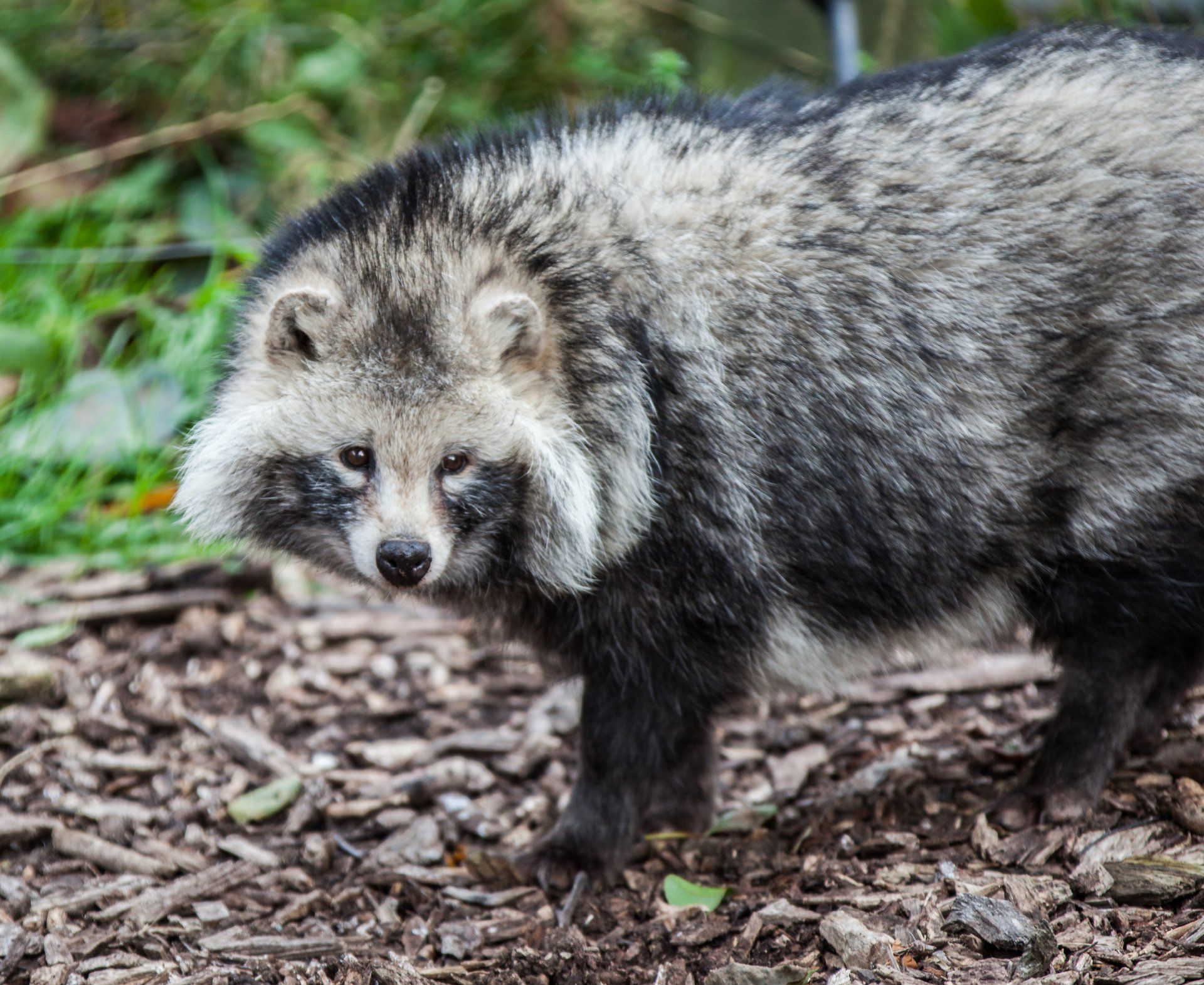 1920x1571 Download Animal Raccoon Dog HD Wallpaper