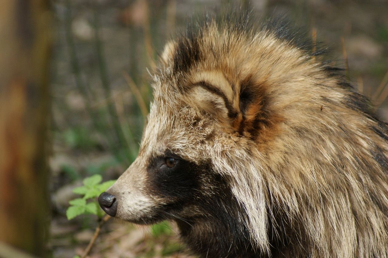 1280x852 Free Tanuki & Raccoon Dog Image