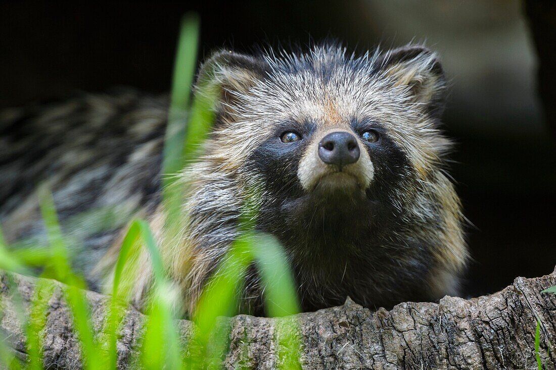 1100x733 Raccoon Dog, Nyctereutes procyonoides