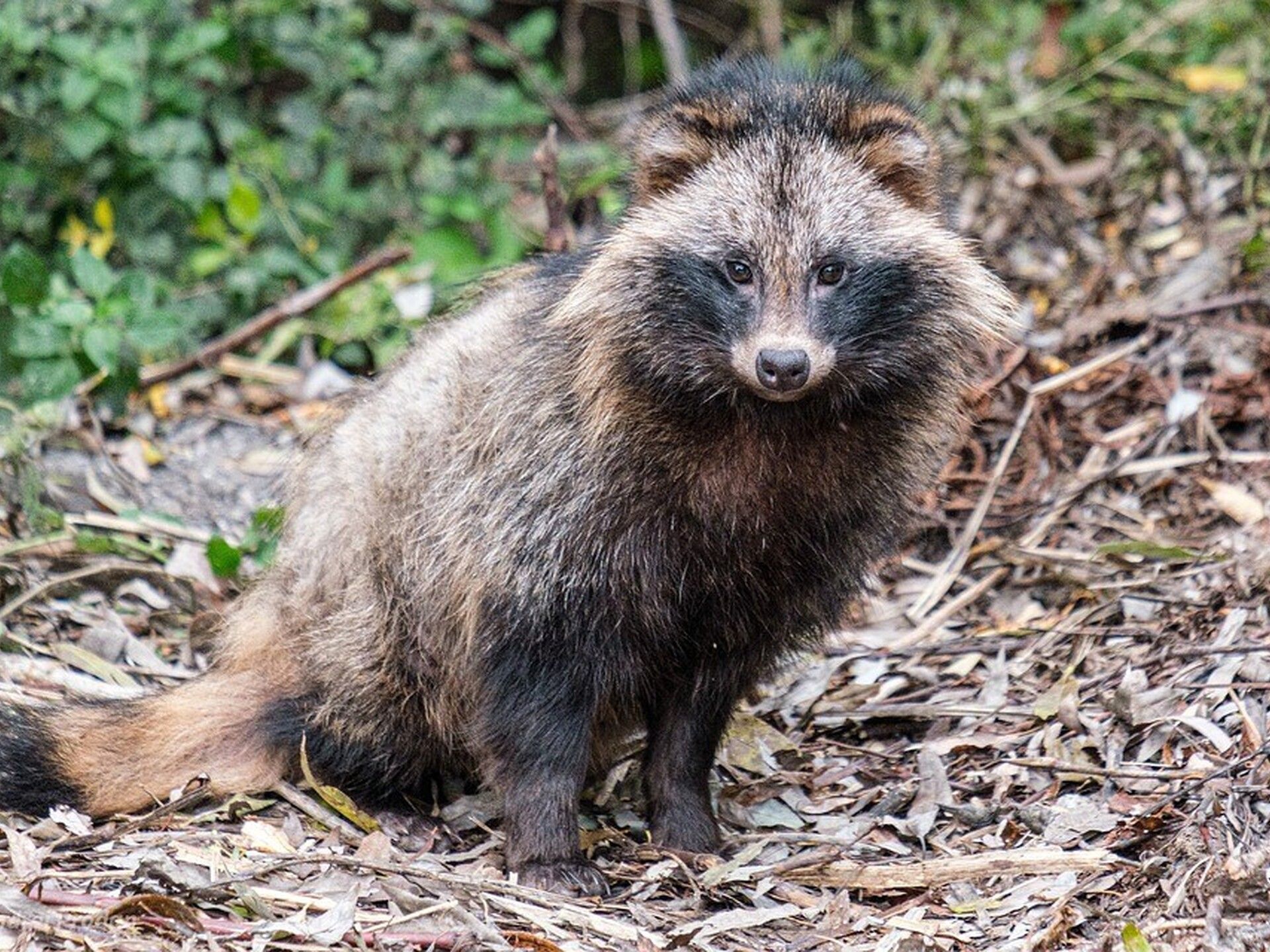 1920x1440 Raccoon dog cub takes up temporary residence in family greenhouse