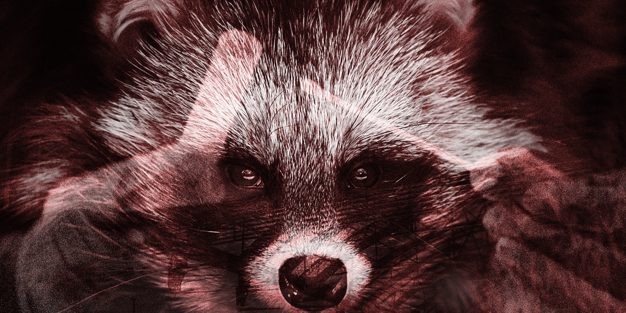 2000x1000 The Rise And Fall Of The Raccoon Dog Theory Of Covid 19