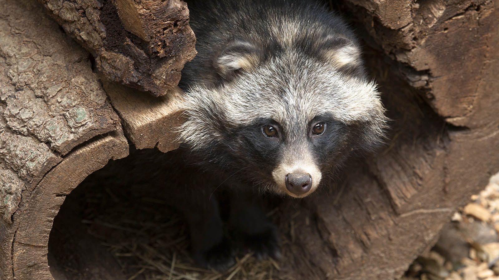1600x900 Is It a Dog? A Raccoon? No, It's a Raccoon Dog!