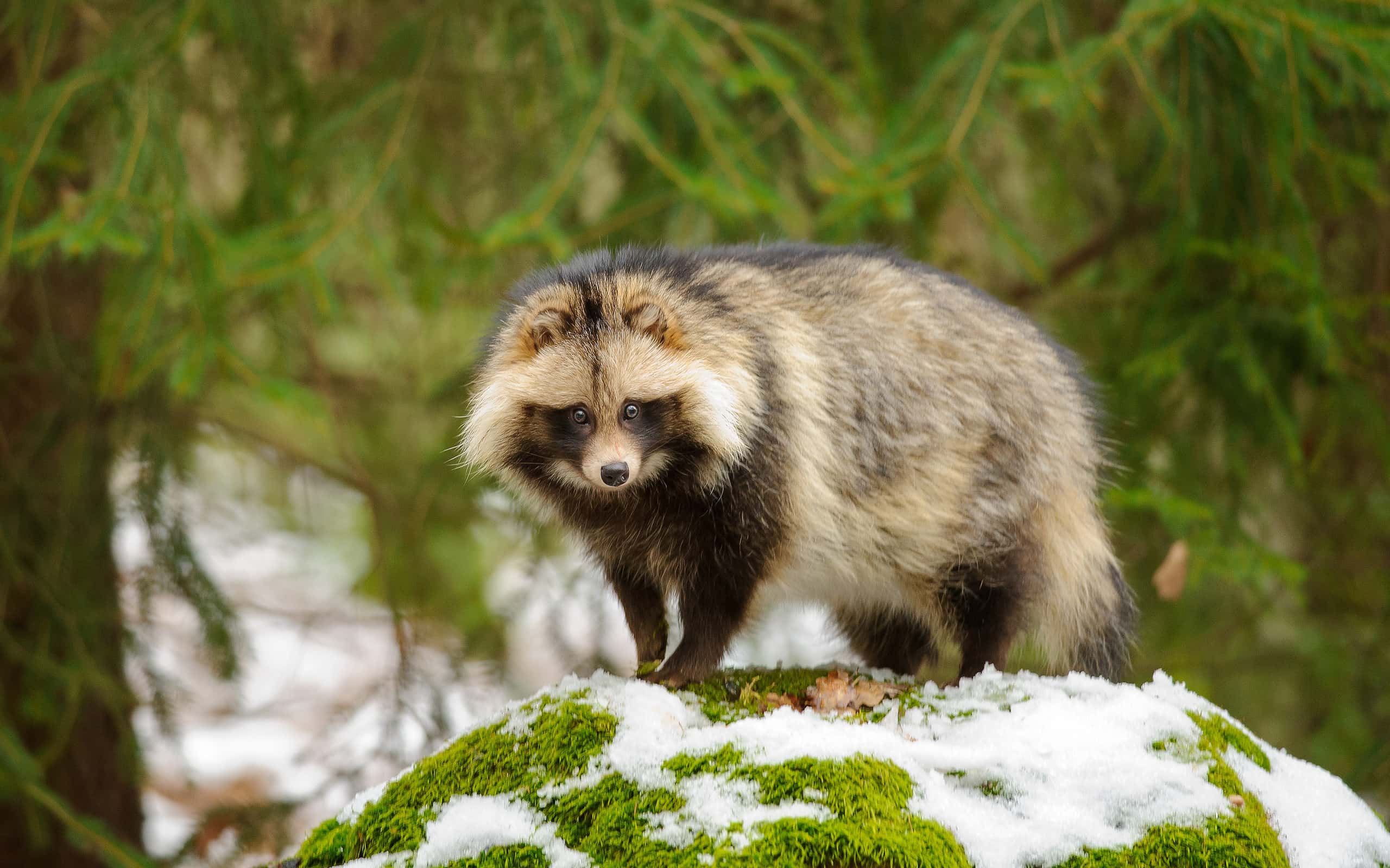 2560x1600 What Are Raccoon Dogs?-Z Animals