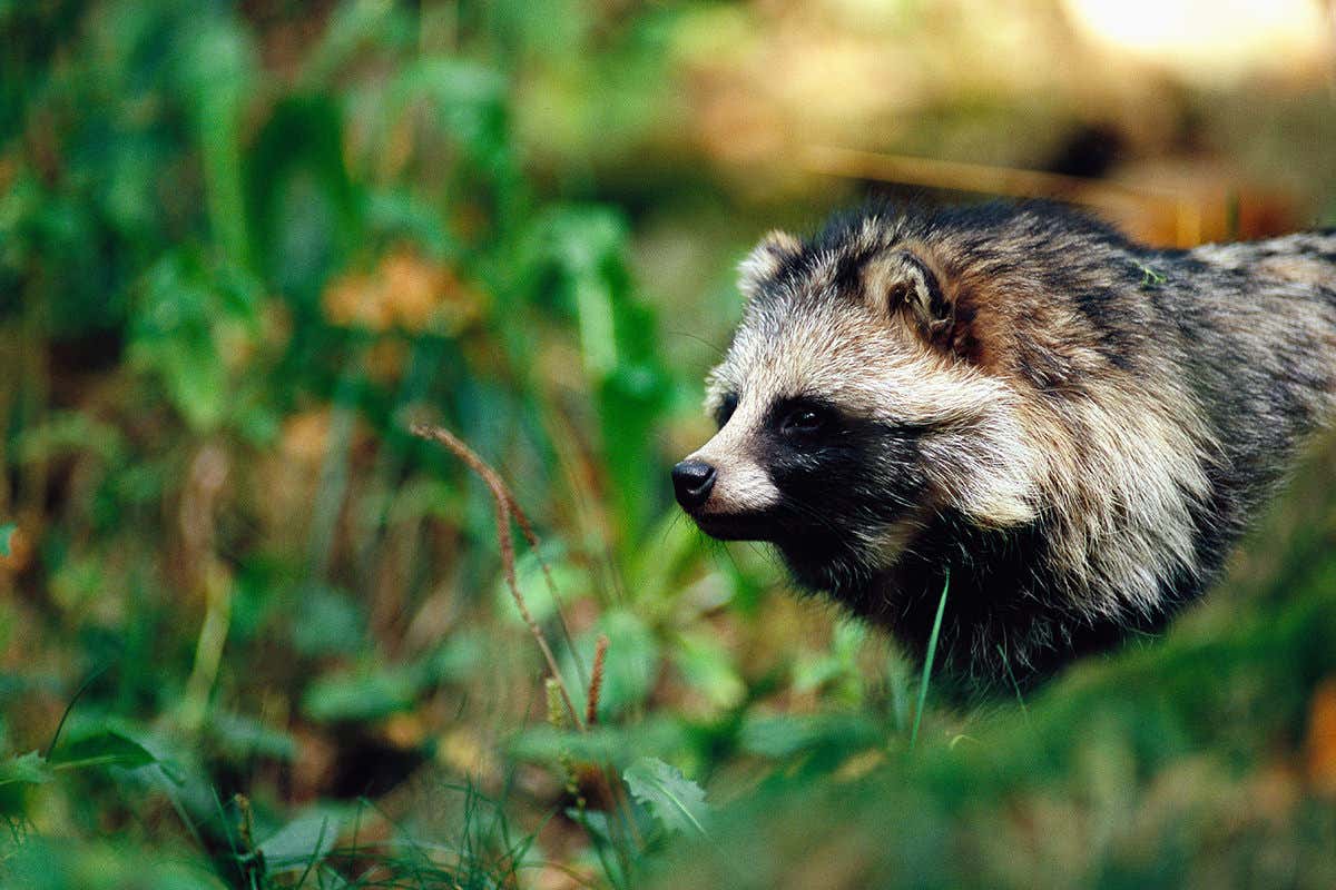 1200x800 Animal invaders on Europe's kill list are set to be wiped out