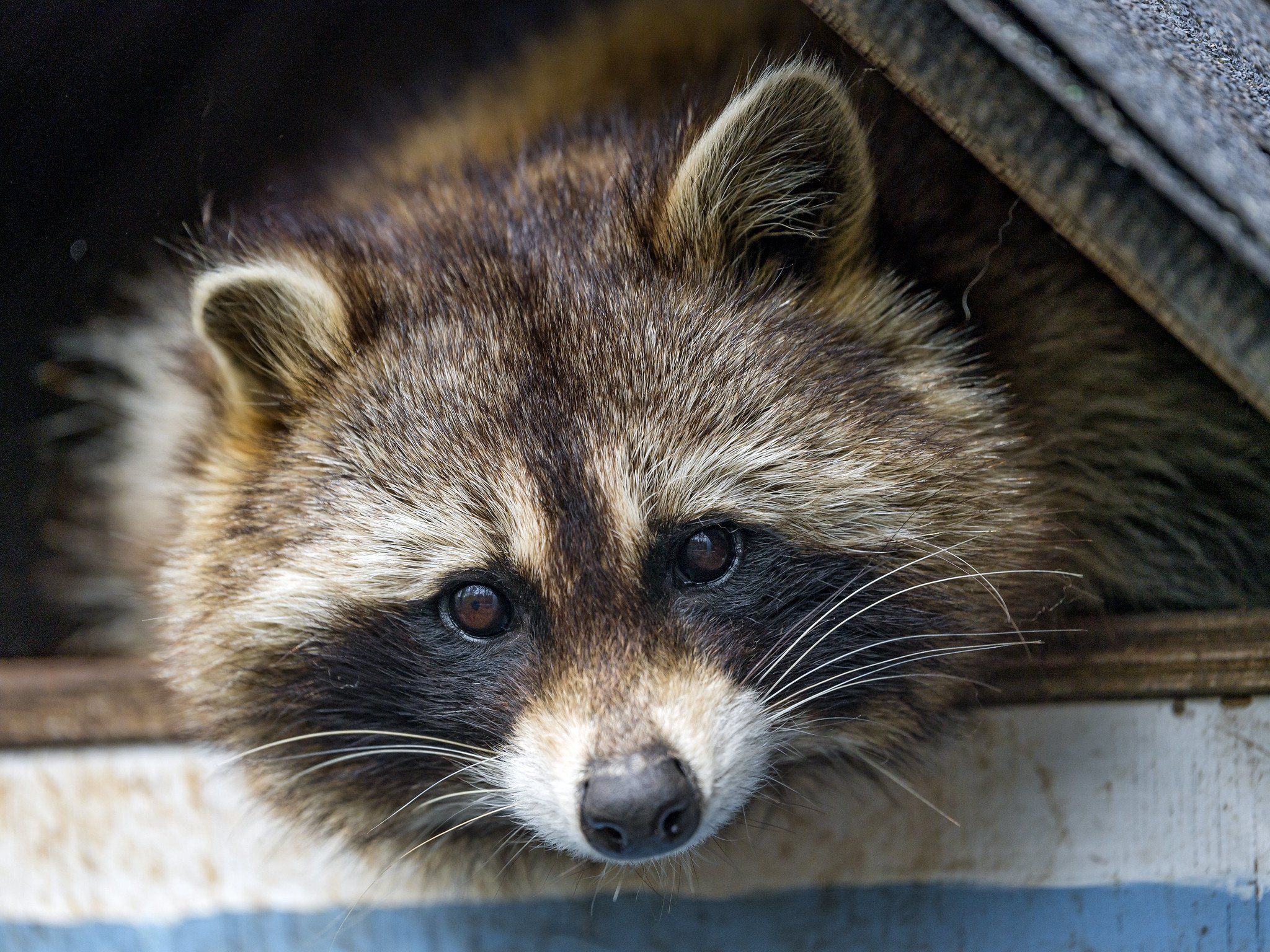 2048x1536 Raccoon Dog Wallpaper 2048x1536 82272