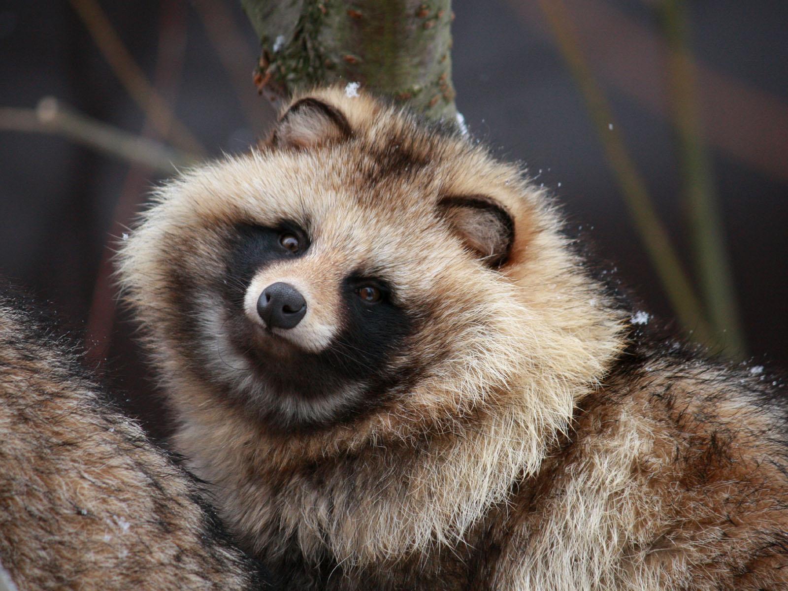 1600x1200 This isn't technically a trash panda, but it is called a raccoon dog, or a Japanese raccoon and it is so cute