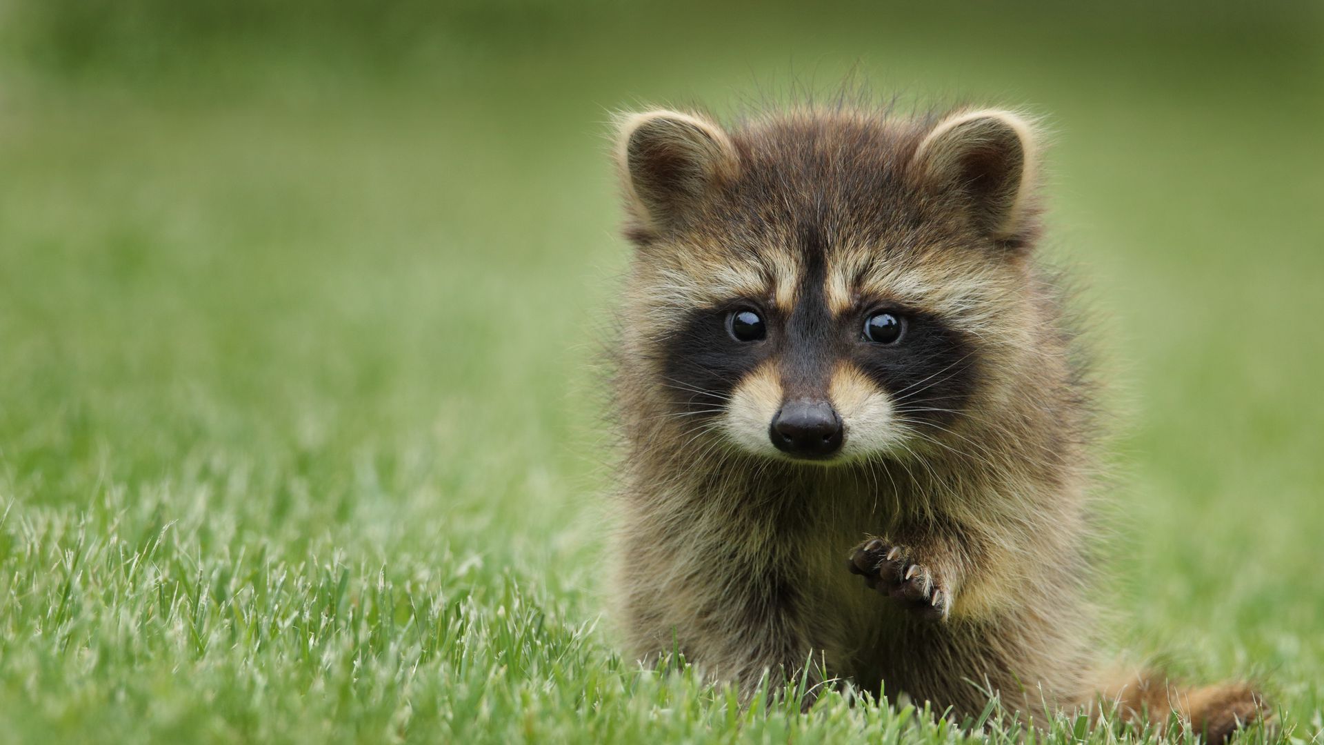 1920x1080 Download wallpaper 1920x1080 raccoon, grass, muzzle, animal, walk full hd, hdtv, fhd, 1080p HD background