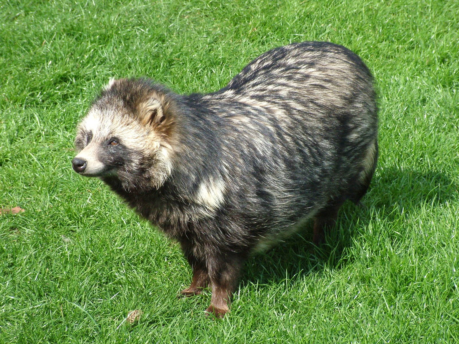 1600x1200 Raccoon Dog At Yorkshire WP 25 04 09