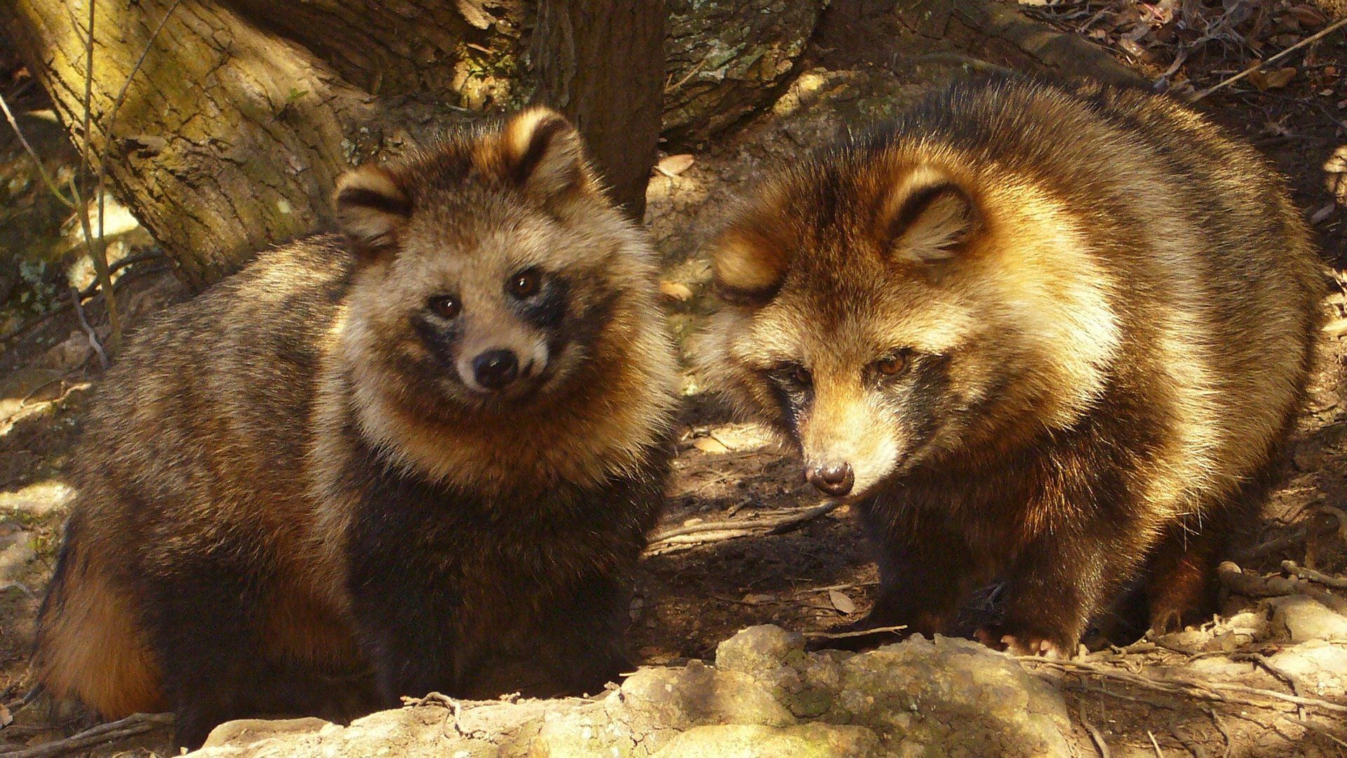 1920x1080 This is going to be a very bad year to be an Asiatic raccoon