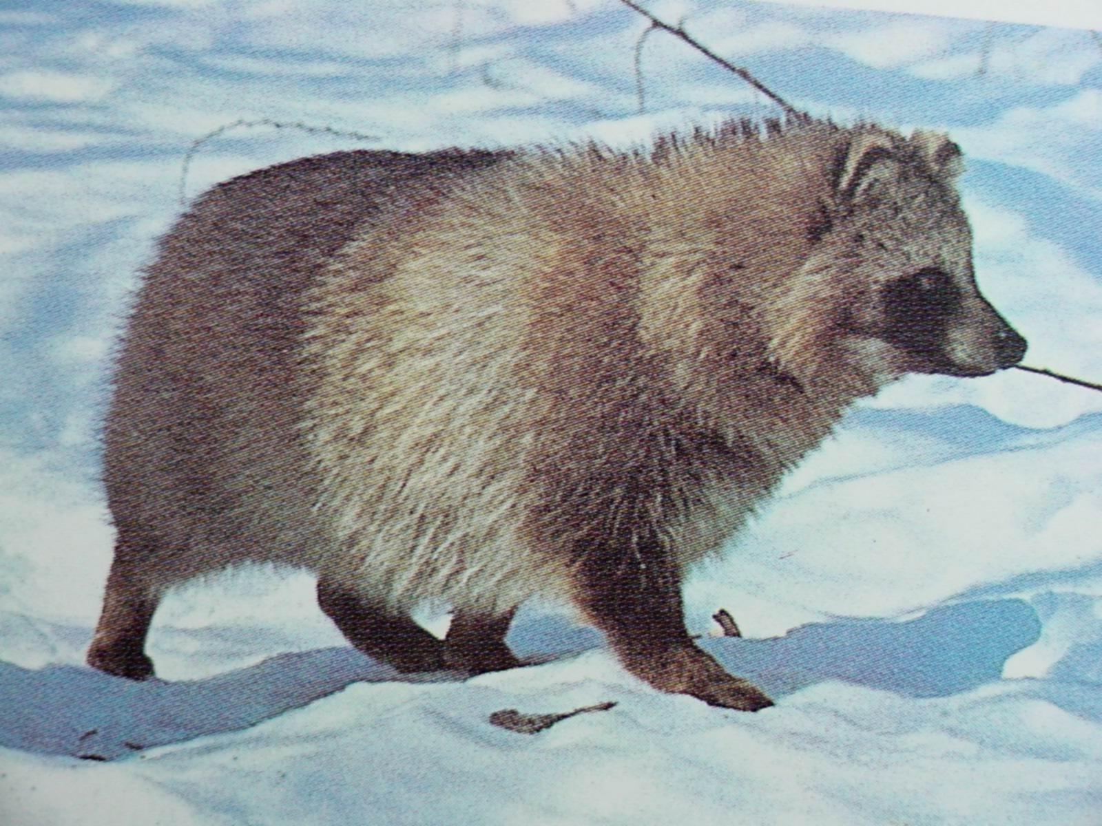 1600x1200 Raccoon Dog