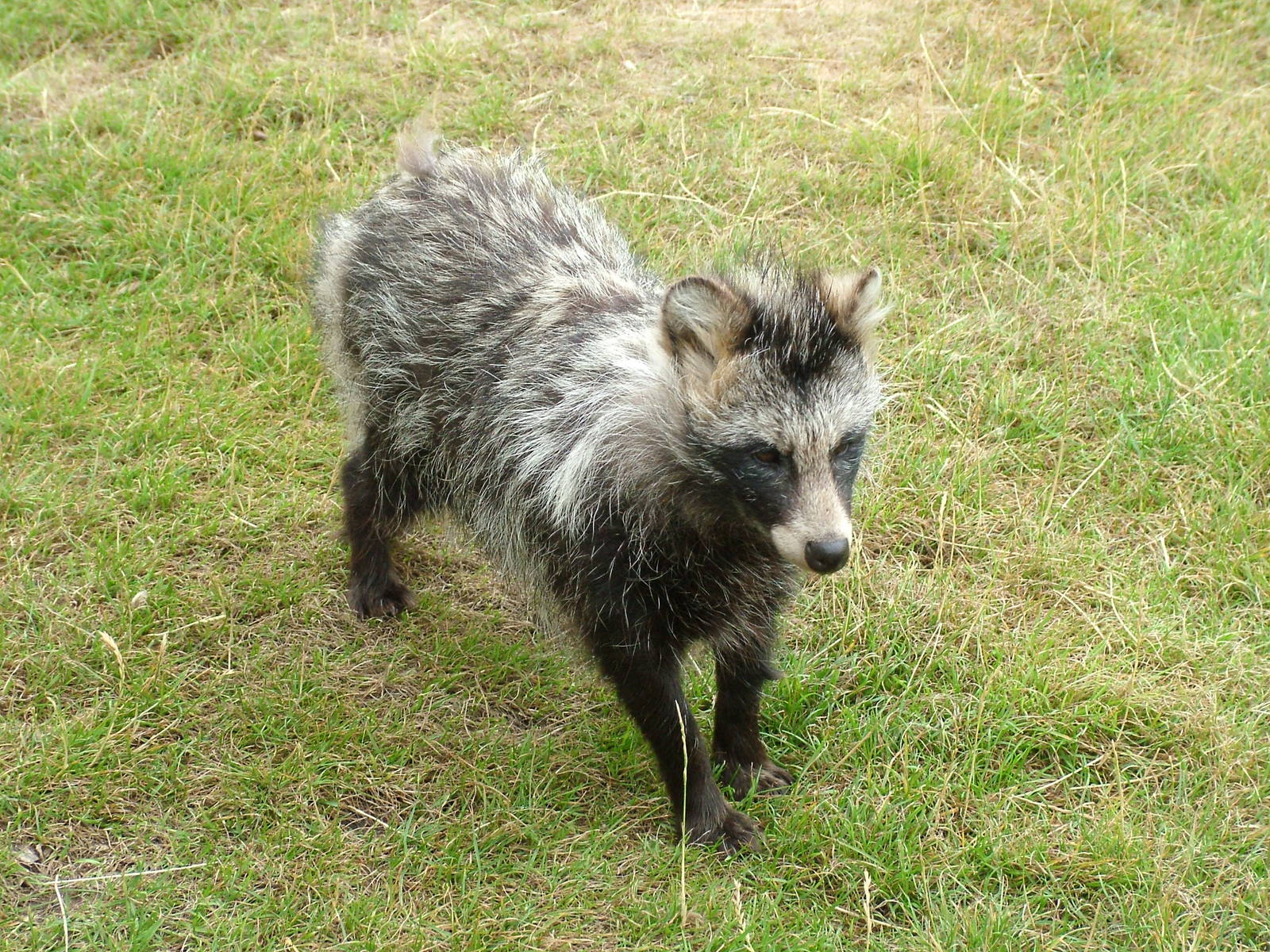 1600x1200 Raccoon Dog At Yorkshire WP, 18 07 10
