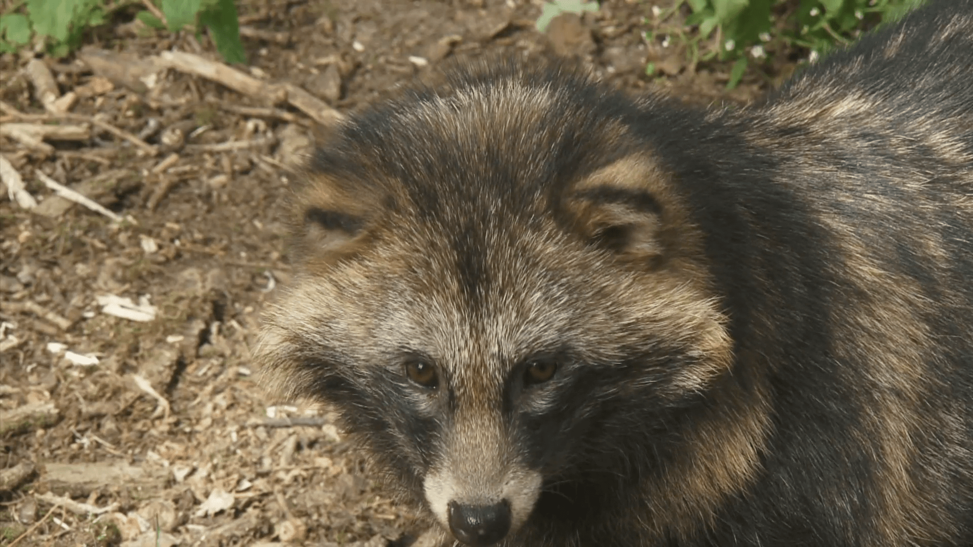 1920x1080 Free photo: Raccoon Dog, Dog, Jungle