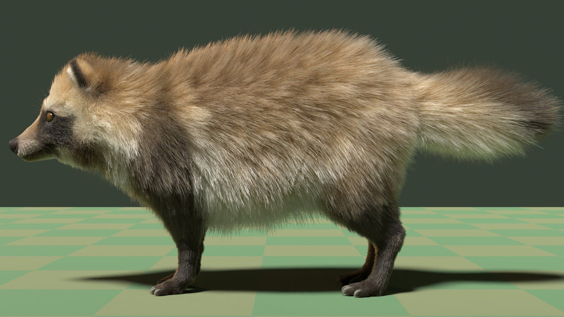 1920x1080 3D Model Raccoon Dog