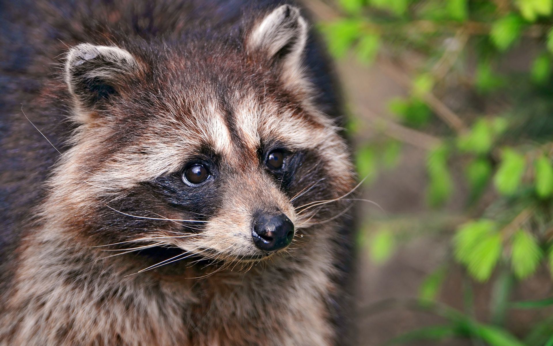 1920x1200 Raccoon Computer Wallpaper