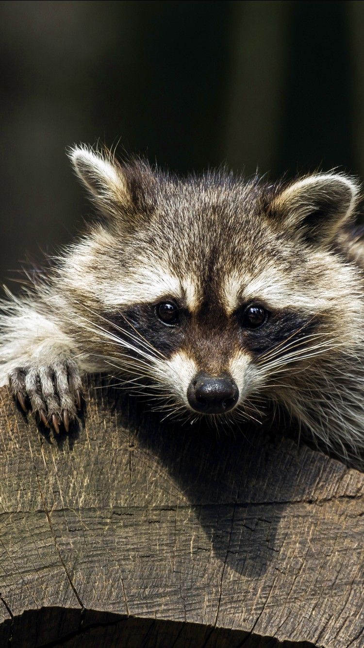750x1334 Raccoon With Black Eyes 4K 5K HD Animals Wallpaper