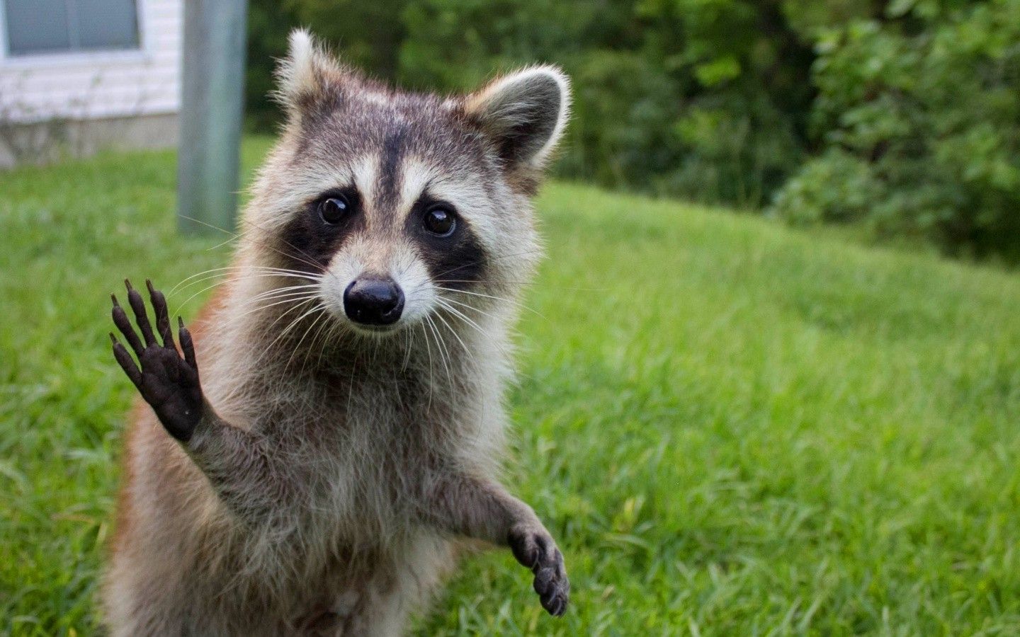 1440x900 raccoons, Wildlife, Animals Wallpaper HD / Desktop and Mobile Background