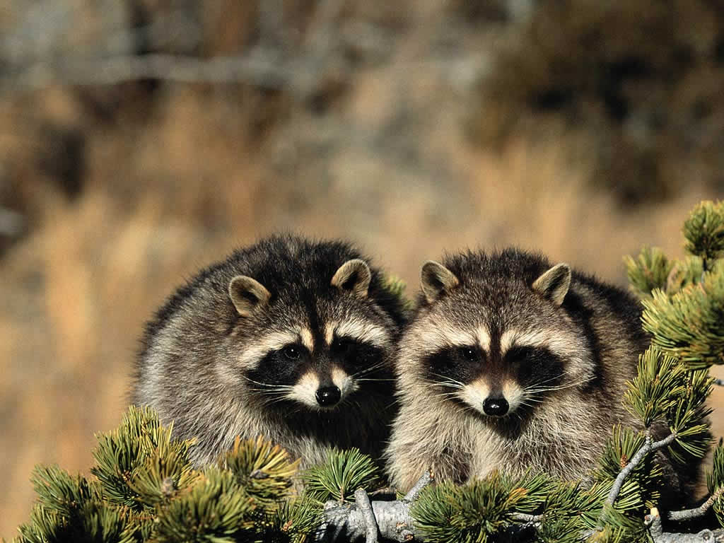 1024x768 Raccoons attack baby. Worms & Germs Blog