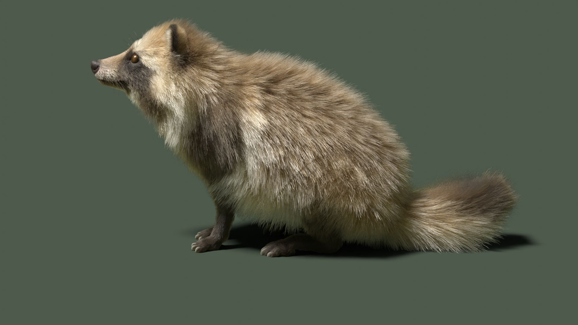 1920x1080 3D Model Raccoon Dog