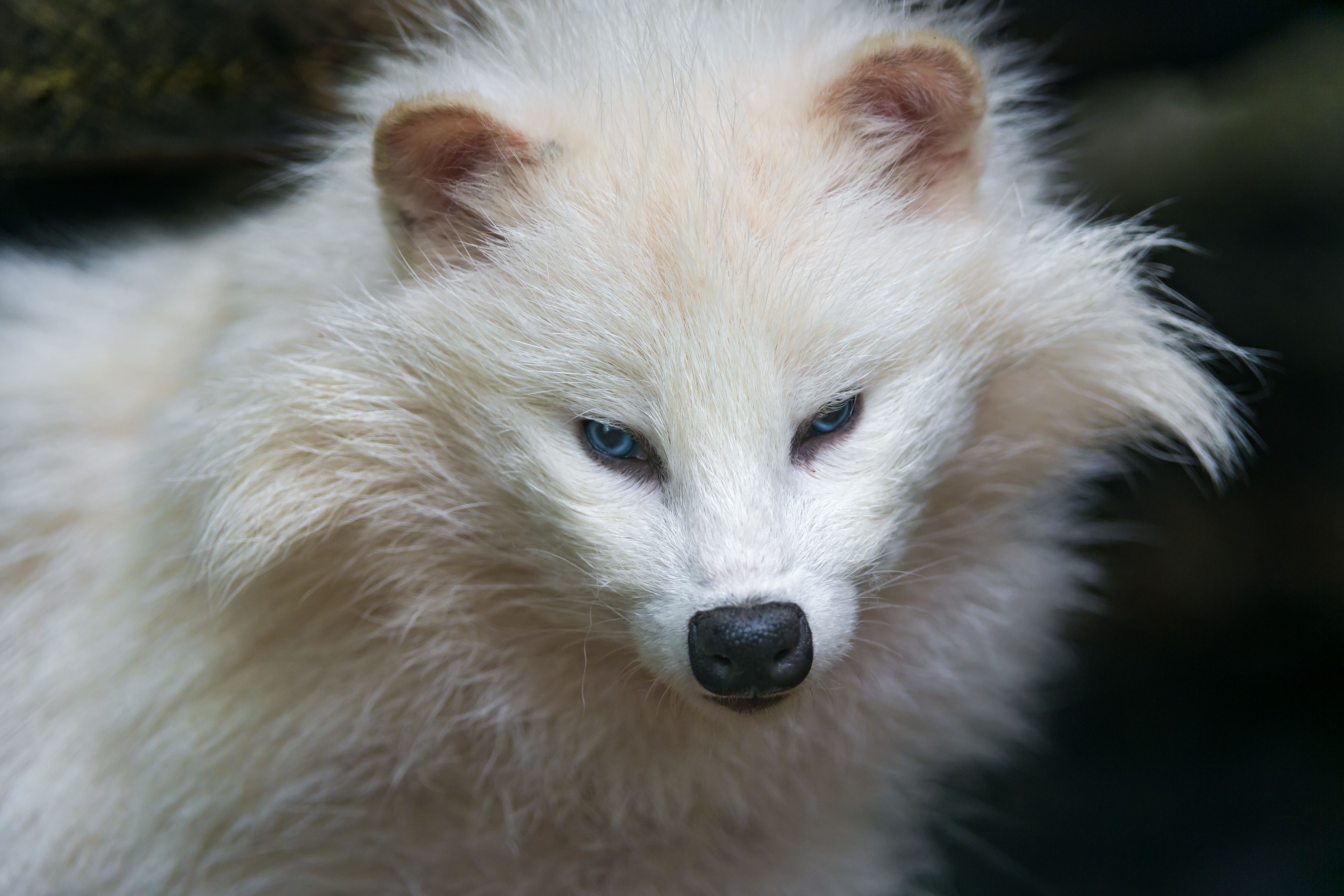 4681x3121 Free Raccoon Dog 4K Wallpaper & Desktop HD Background for PC