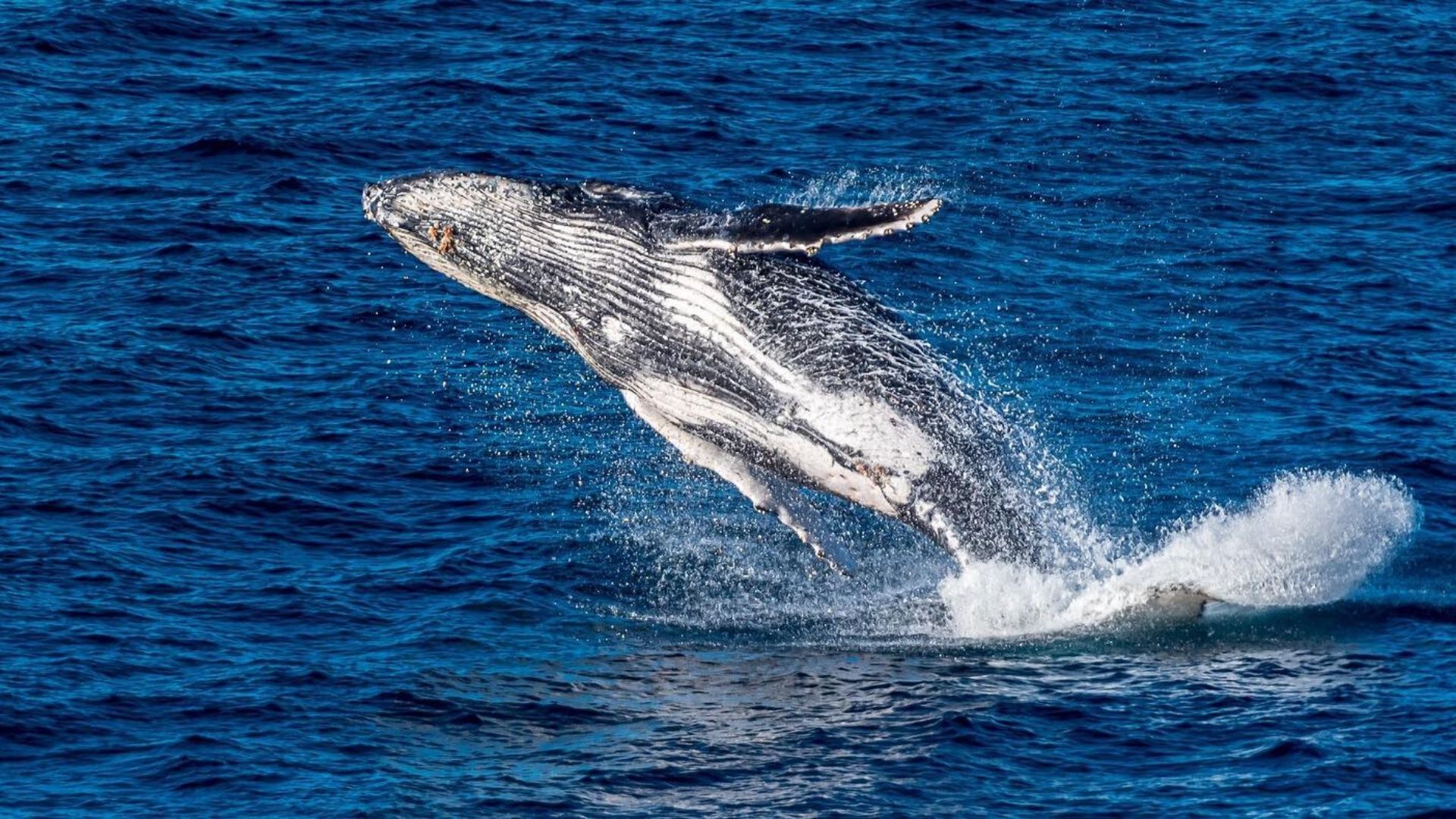 1920x1080 Catch the tail end of the whale watching season