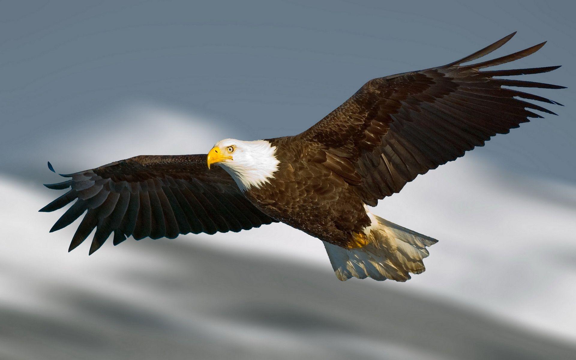 1920x1200 Flying Eagle Wallpaper
