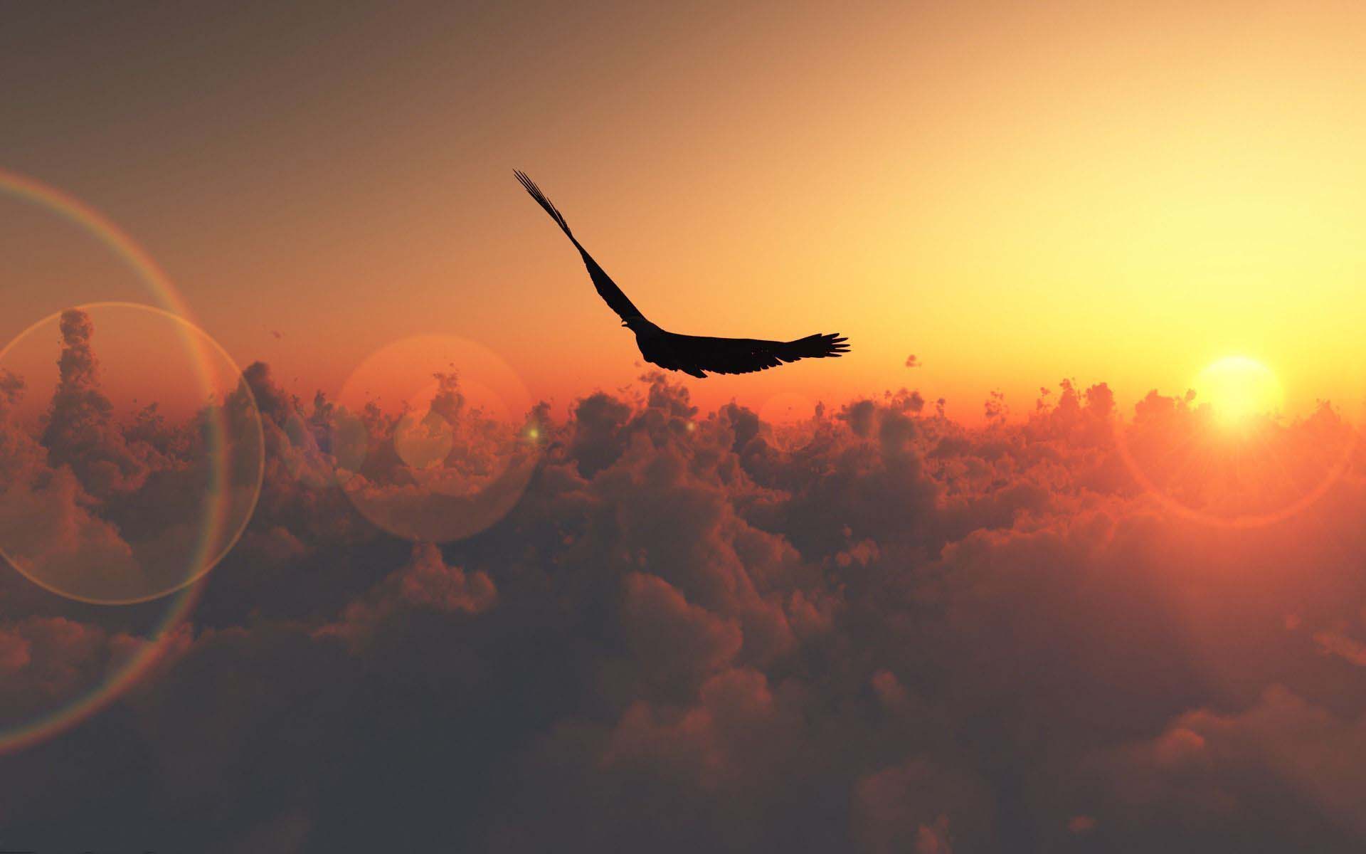 1920x1200 Eagle Silhouette Wallpaper