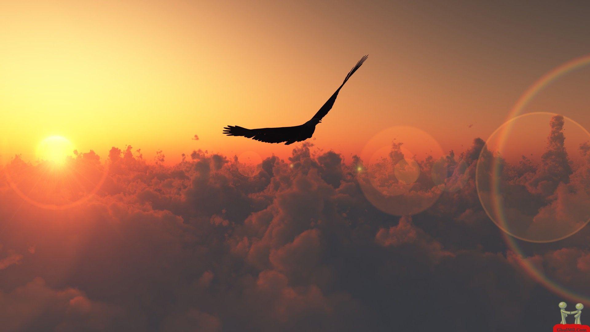 1920x1080 Hd flying eagle wallpaper