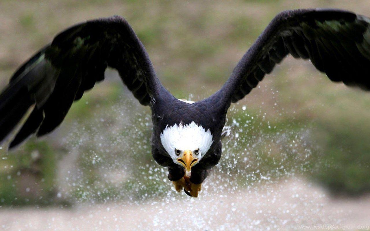 Flying Eagle Wallpapers - Top Free Flying Eagle Backgrounds ...