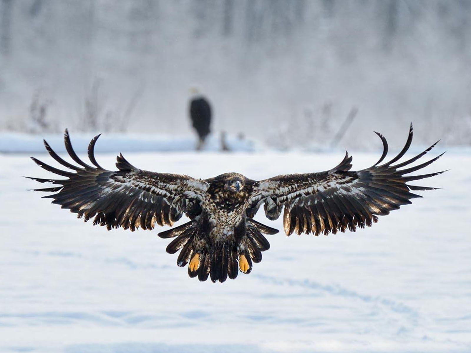 1600x1200 Stunning Eagle Wallpaper, HD Wallpaper & background Download