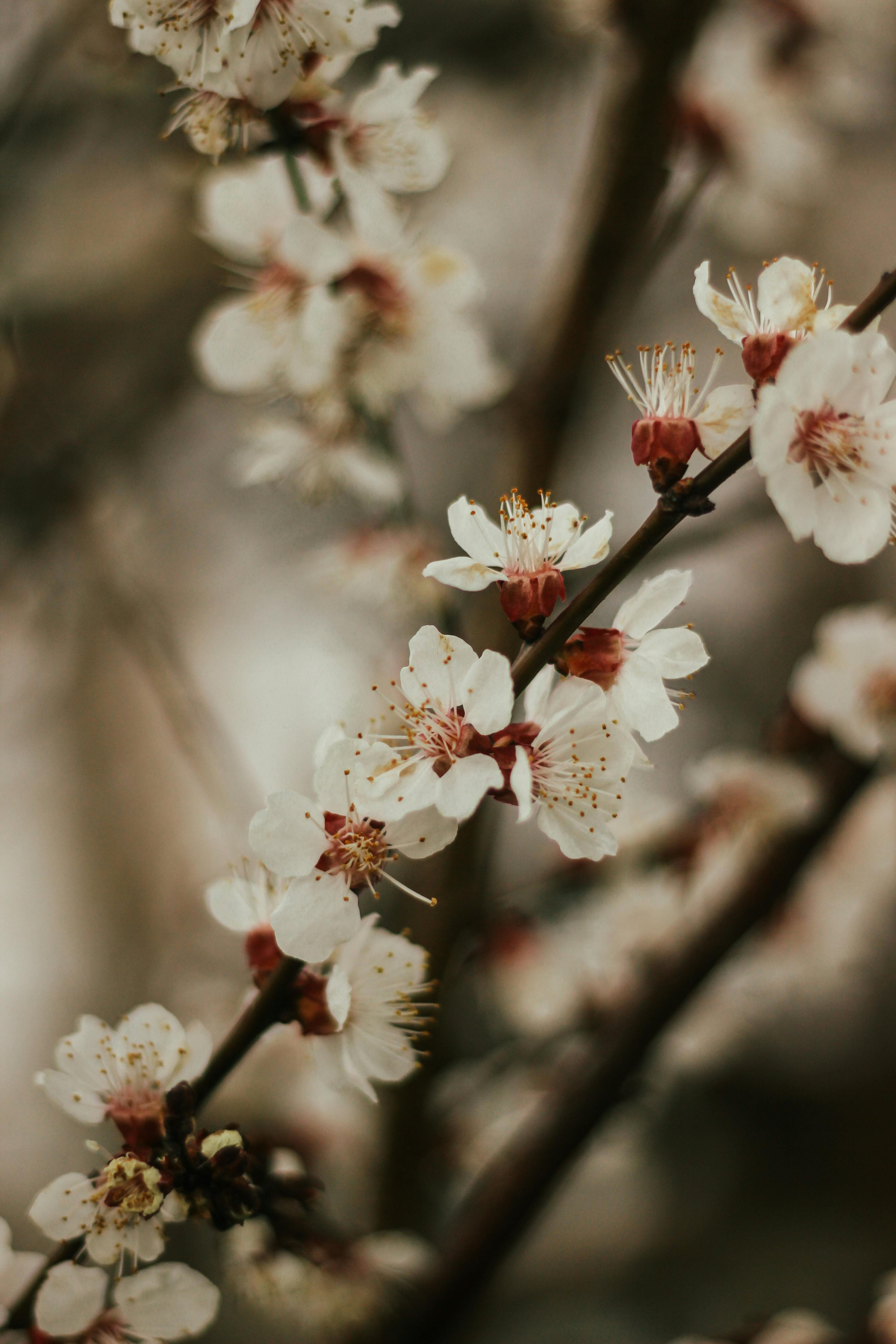 3456x5184 Plum Blossom in Close Up Photography · Free