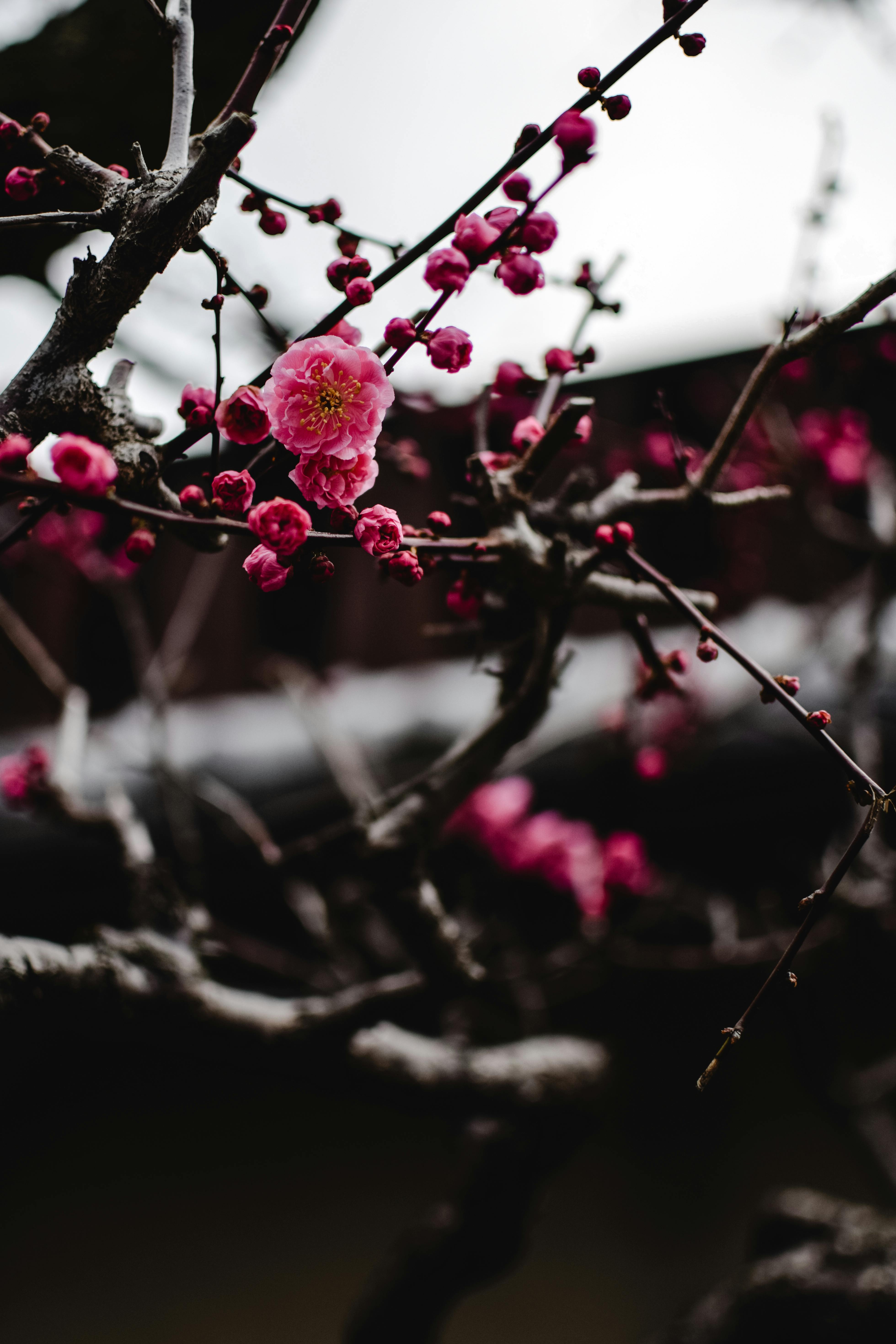 3919x5879 Close Up Photo of Plum Blossoms · Free