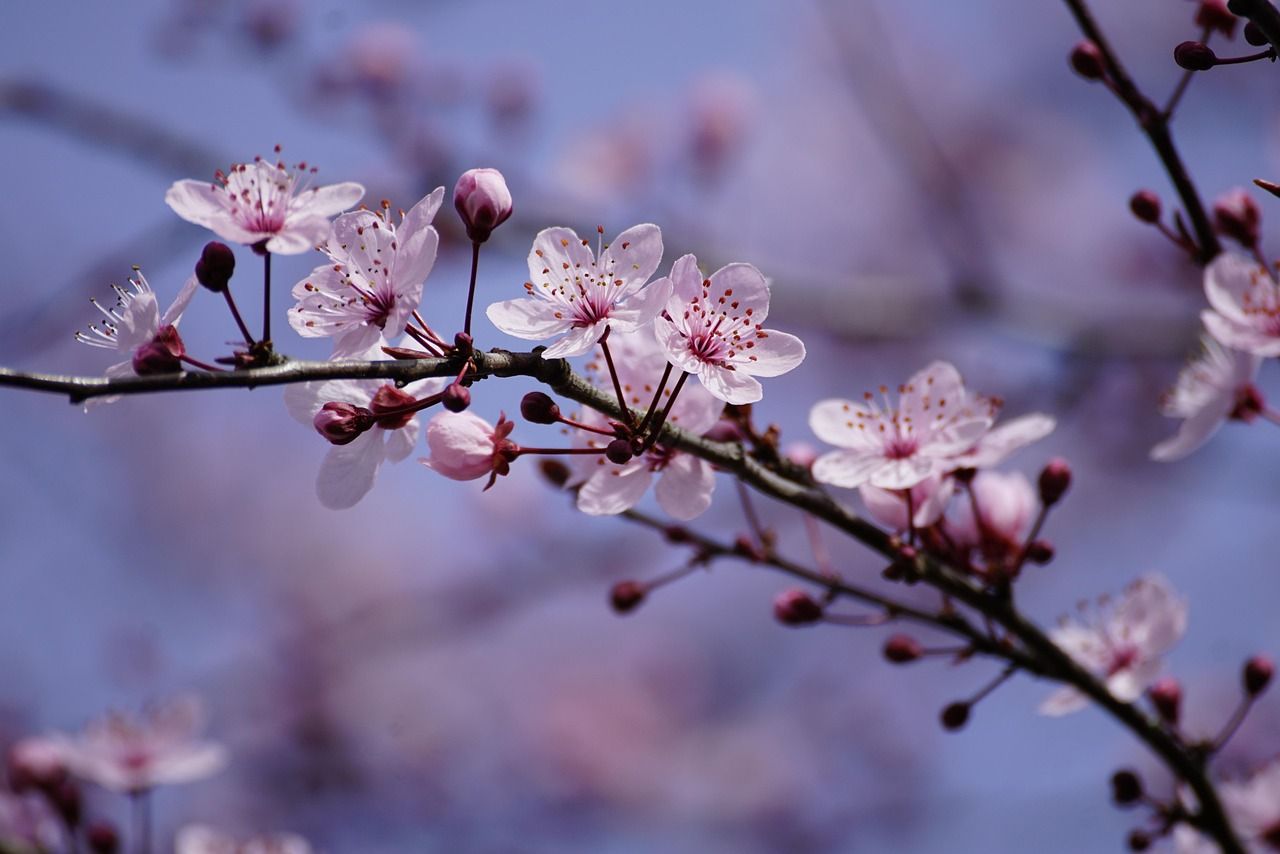 1280x854 Plum Blossoms Pink