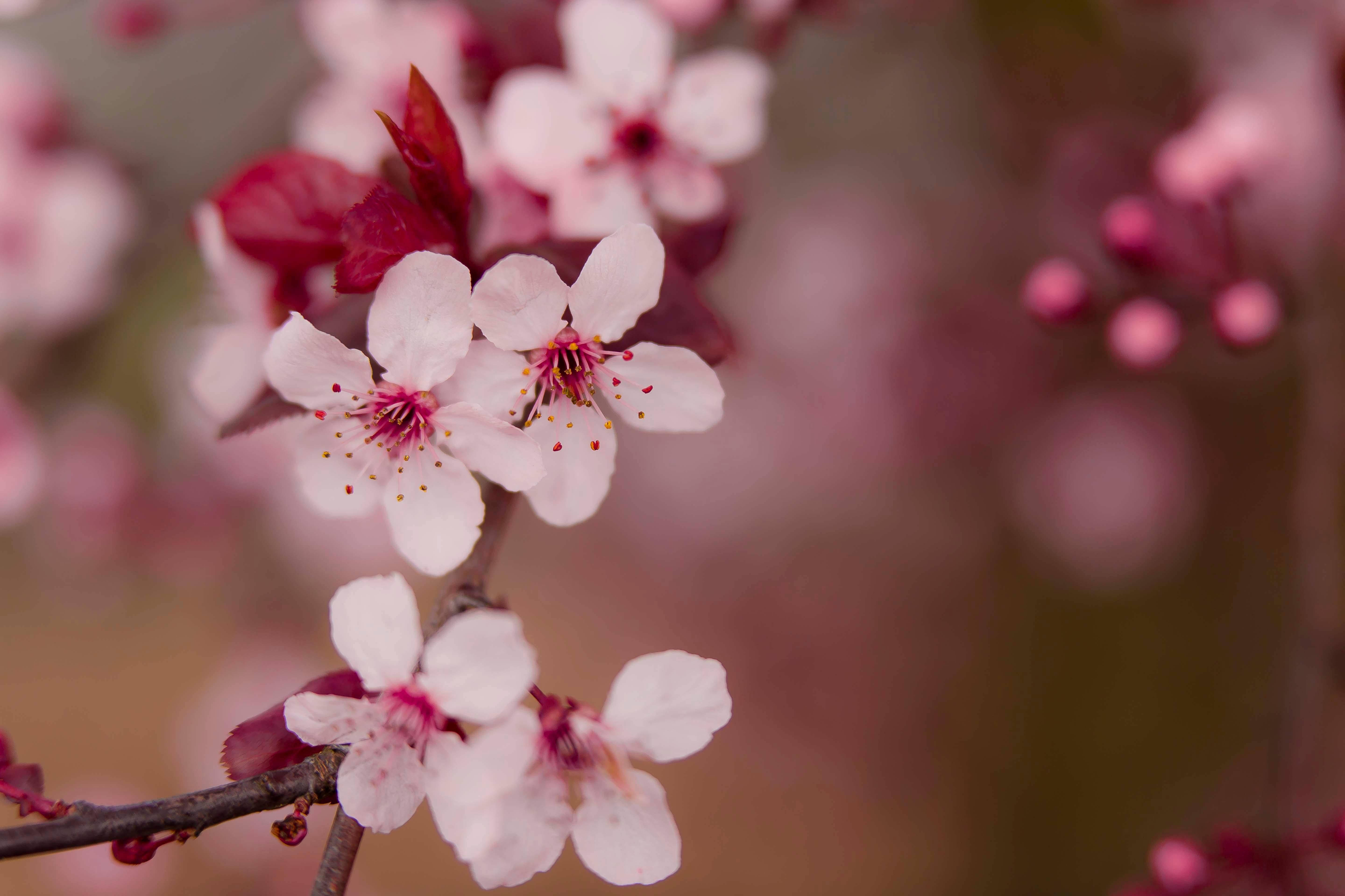 5760x3840 Pink Flowers · Free